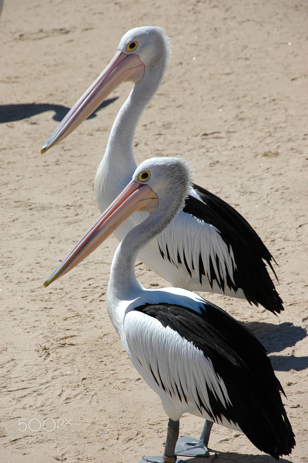 Nikon D70s sample photo. Twins photography