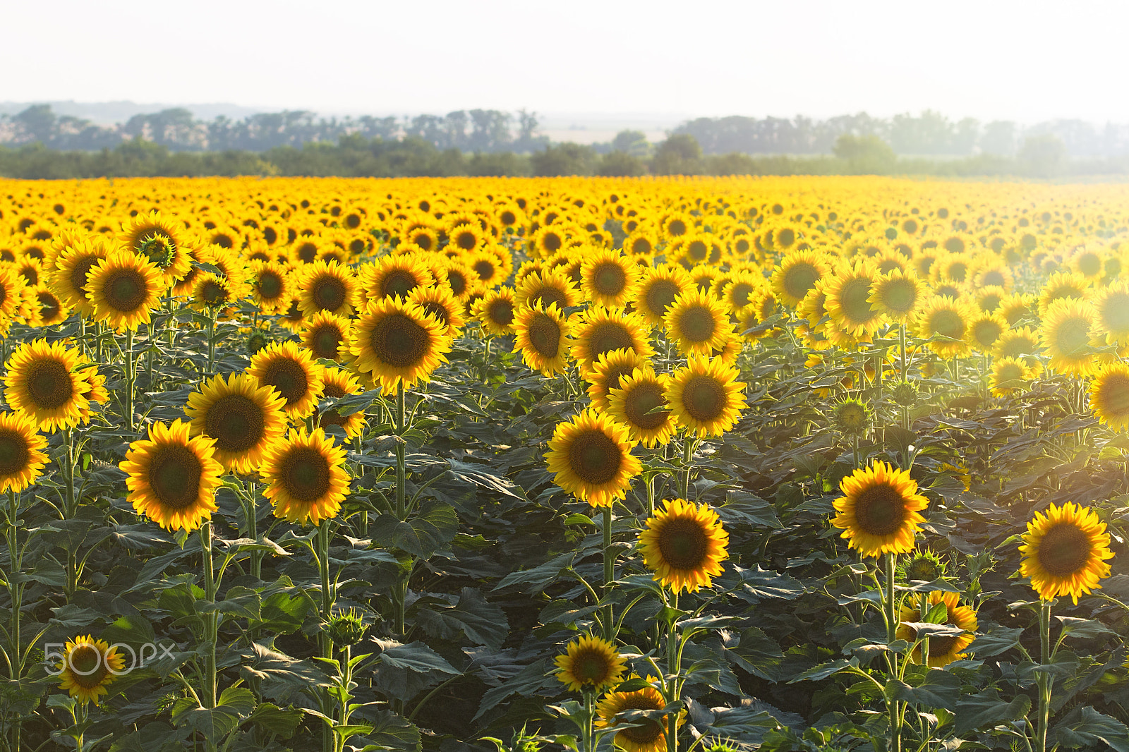 Canon EF 100mm F2.8 Macro USM sample photo. Field of blooming sunflowers in the sun beams photography