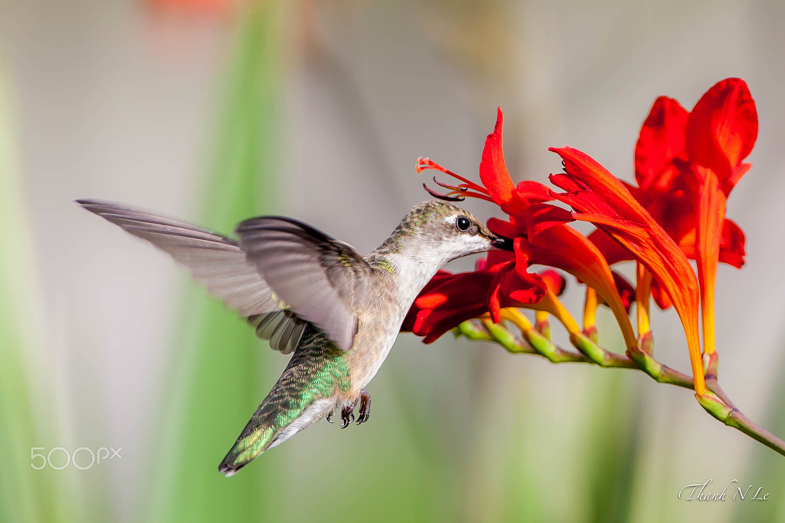 Canon EF 500mm F4L IS USM sample photo. Closeup.... photography