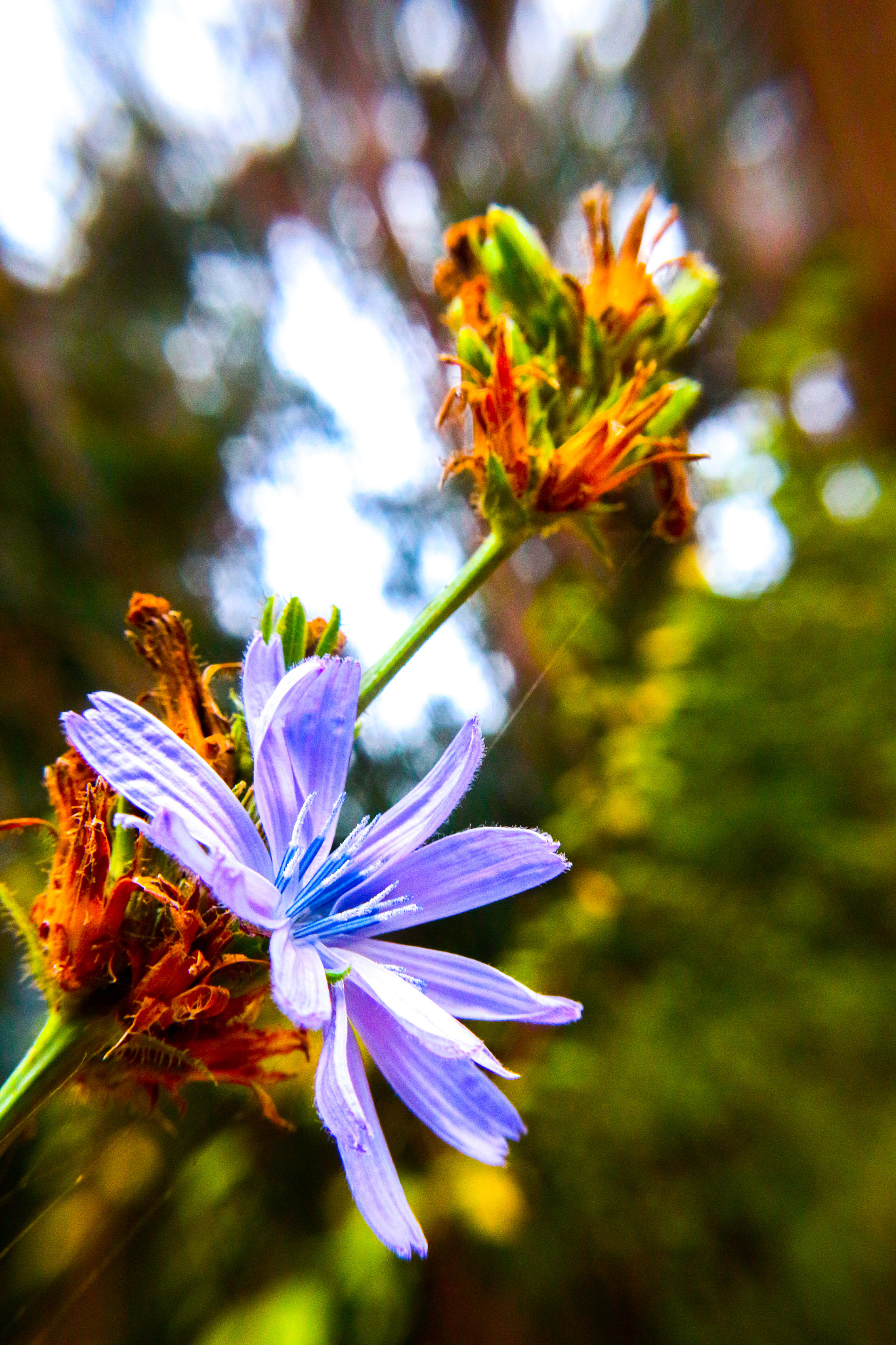 Canon EF-S 18-55mm F3.5-5.6 II sample photo. Chickory photography