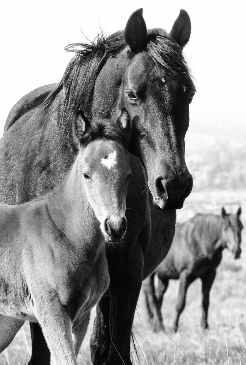 Nikon D90 + AF Nikkor 70-210mm f/4-5.6D sample photo. Junto a su madre photography