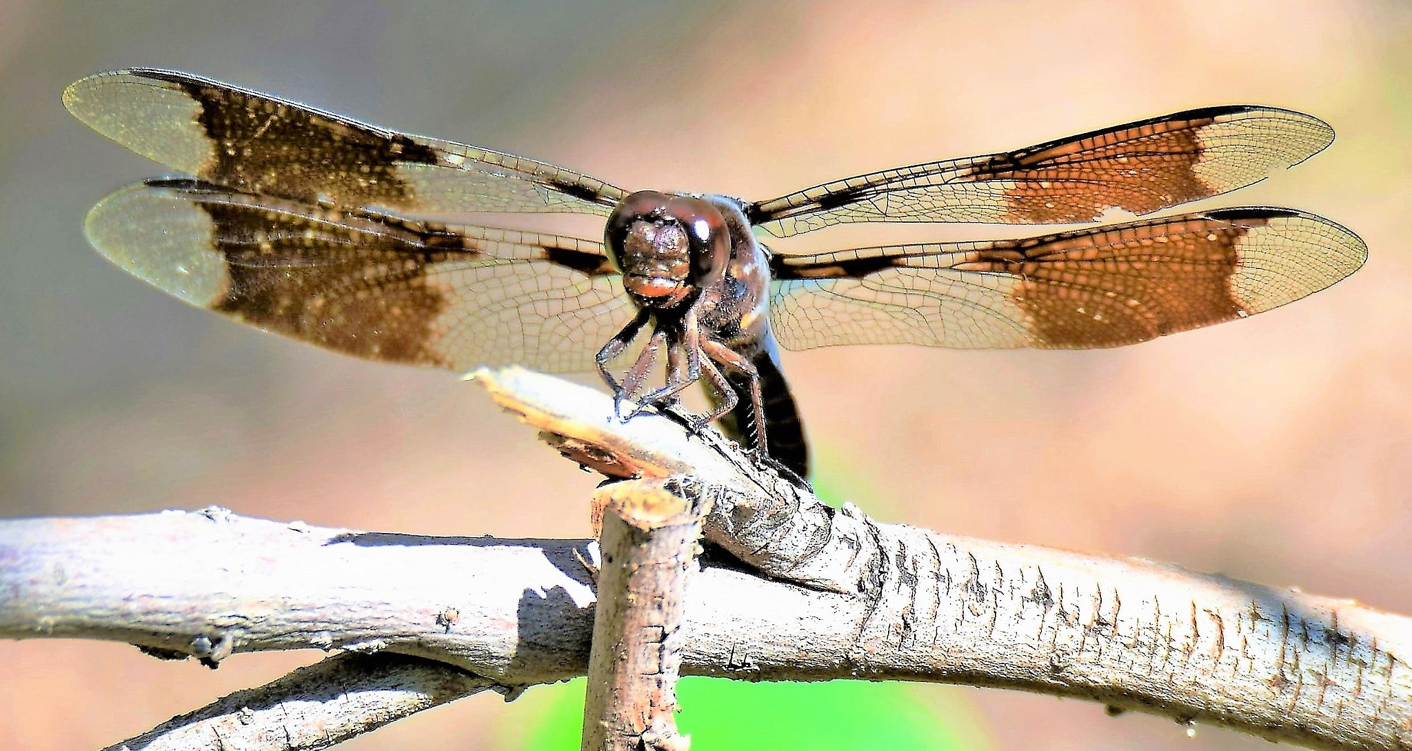 Nikon D3300 + Tamron SP 150-600mm F5-6.3 Di VC USD sample photo. Dragon fly, with a kiss *;) photography