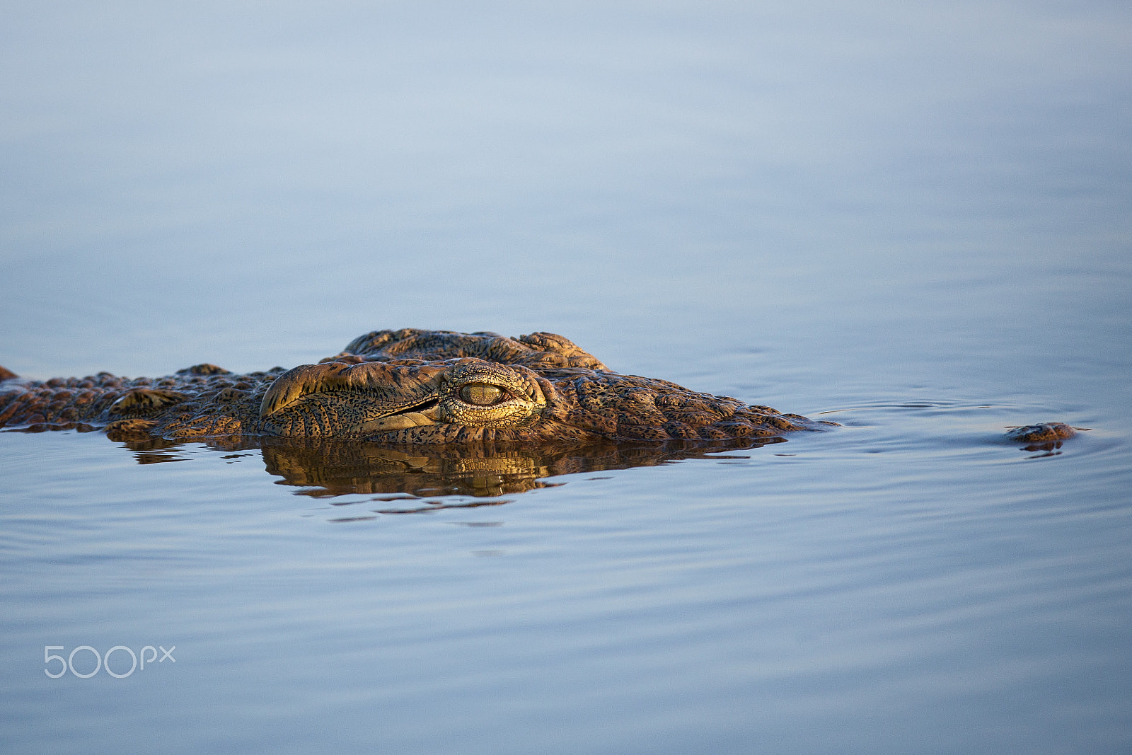 Canon EF 600mm f/4L IS sample photo. The lurker photography