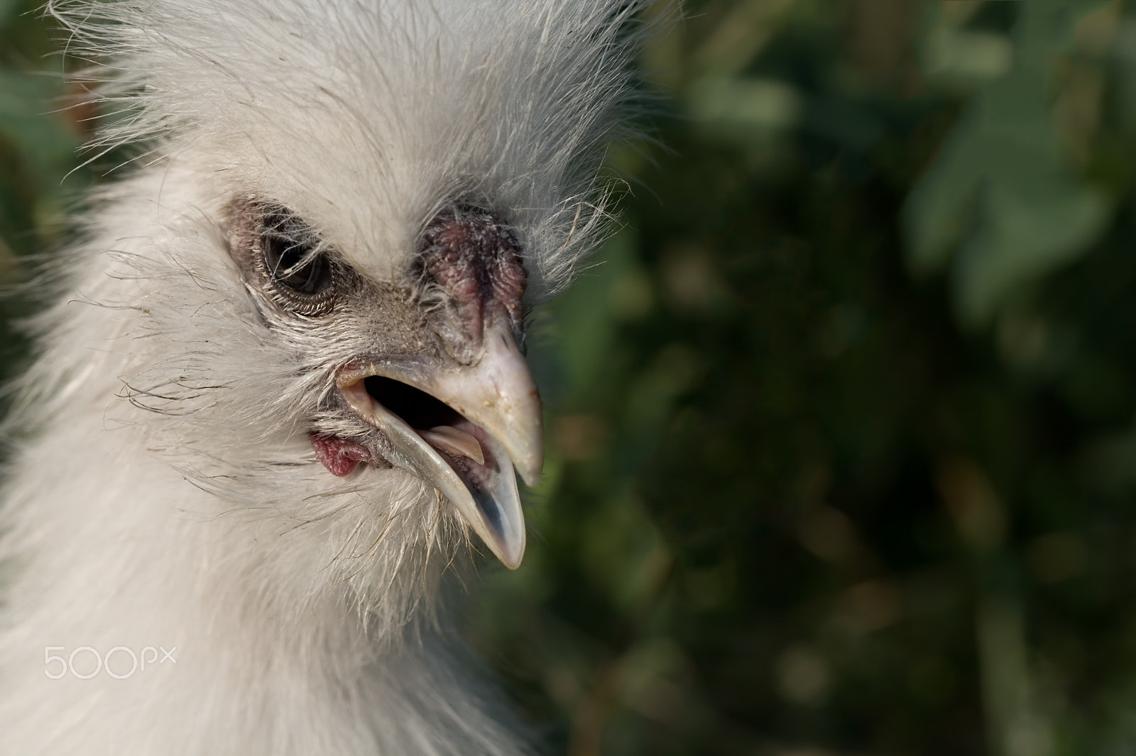 Canon EOS 650D (EOS Rebel T4i / EOS Kiss X6i) + Canon EF 100mm F2.8 Macro USM sample photo. White fluffy silkie chick opened its beak photography