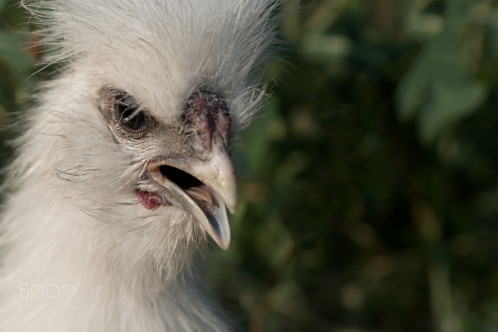 Canon EF 100mm F2.8 Macro USM sample photo. White fluffy silkie chick opened its beak photography