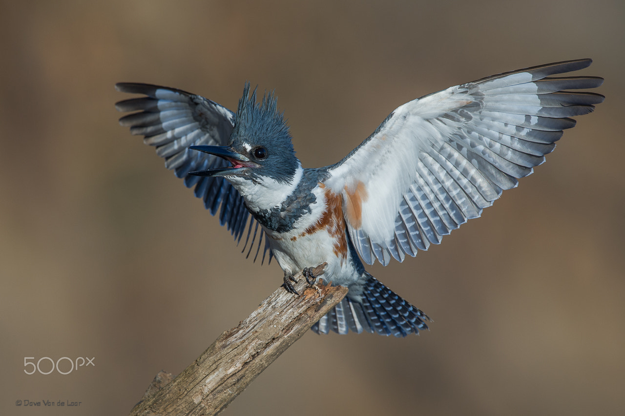 Nikon D3S + Nikon AF-S Nikkor 600mm F4G ED VR sample photo. Belted kingfisher photography