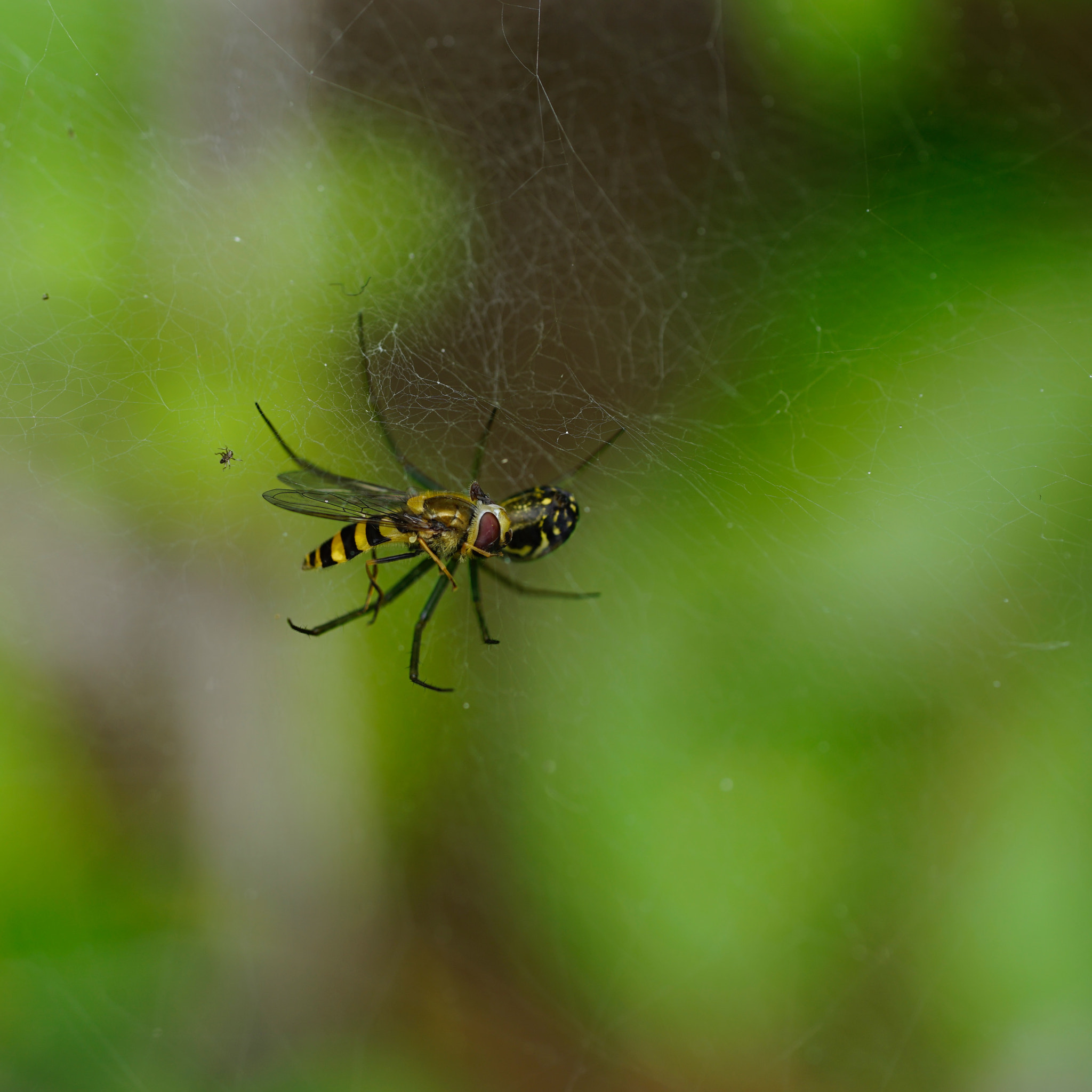 Sony a7 II + Sony FE 90mm F2.8 Macro G OSS sample photo. 蛛脎 photography