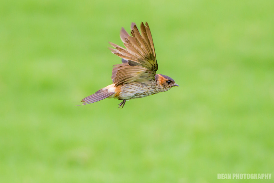 Canon EOS-1D Mark IV sample photo. Flying photography