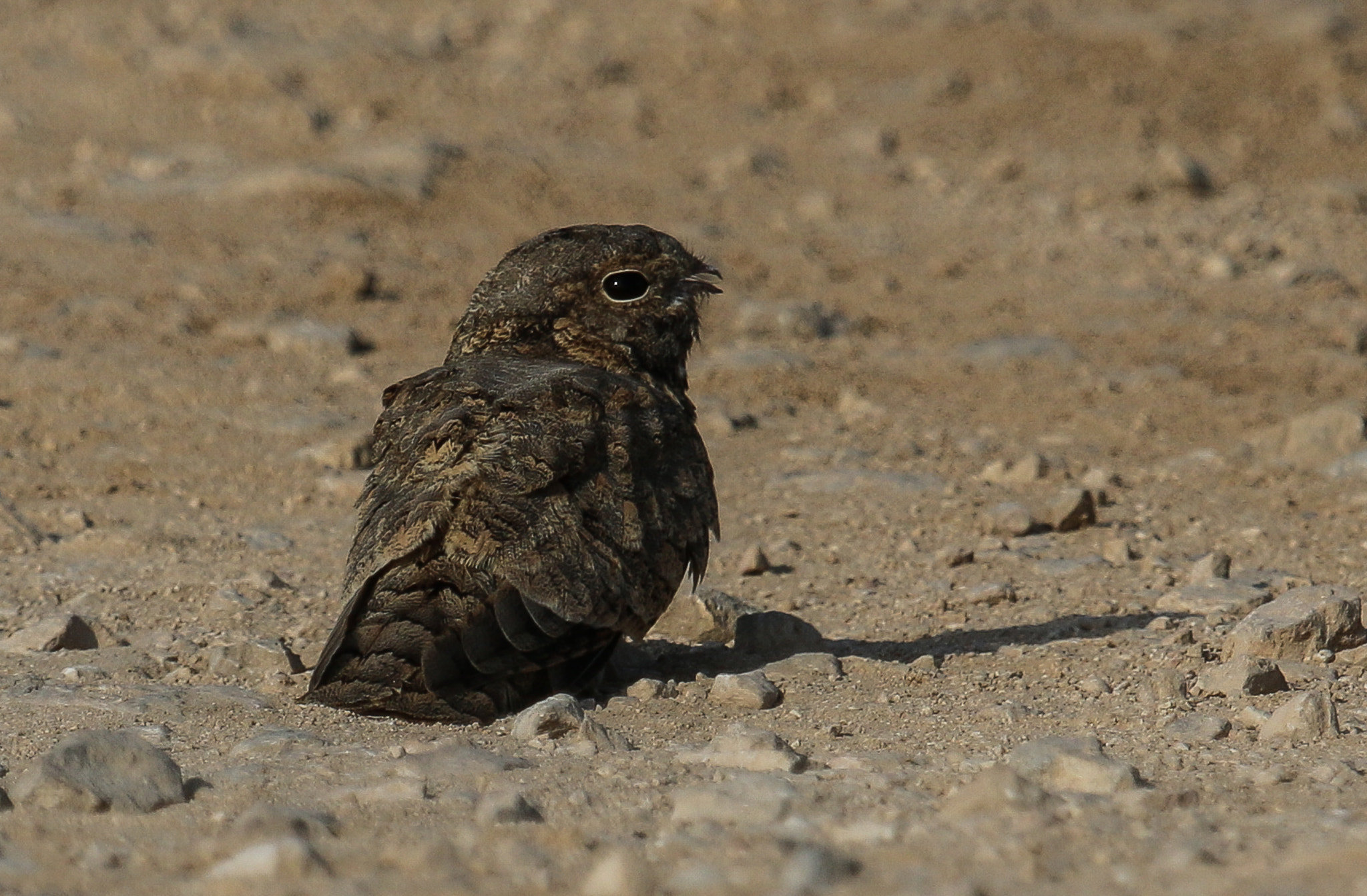 Canon EOS 70D + Canon EF 100-400mm F4.5-5.6L IS USM sample photo. Img_6871.jpg photography