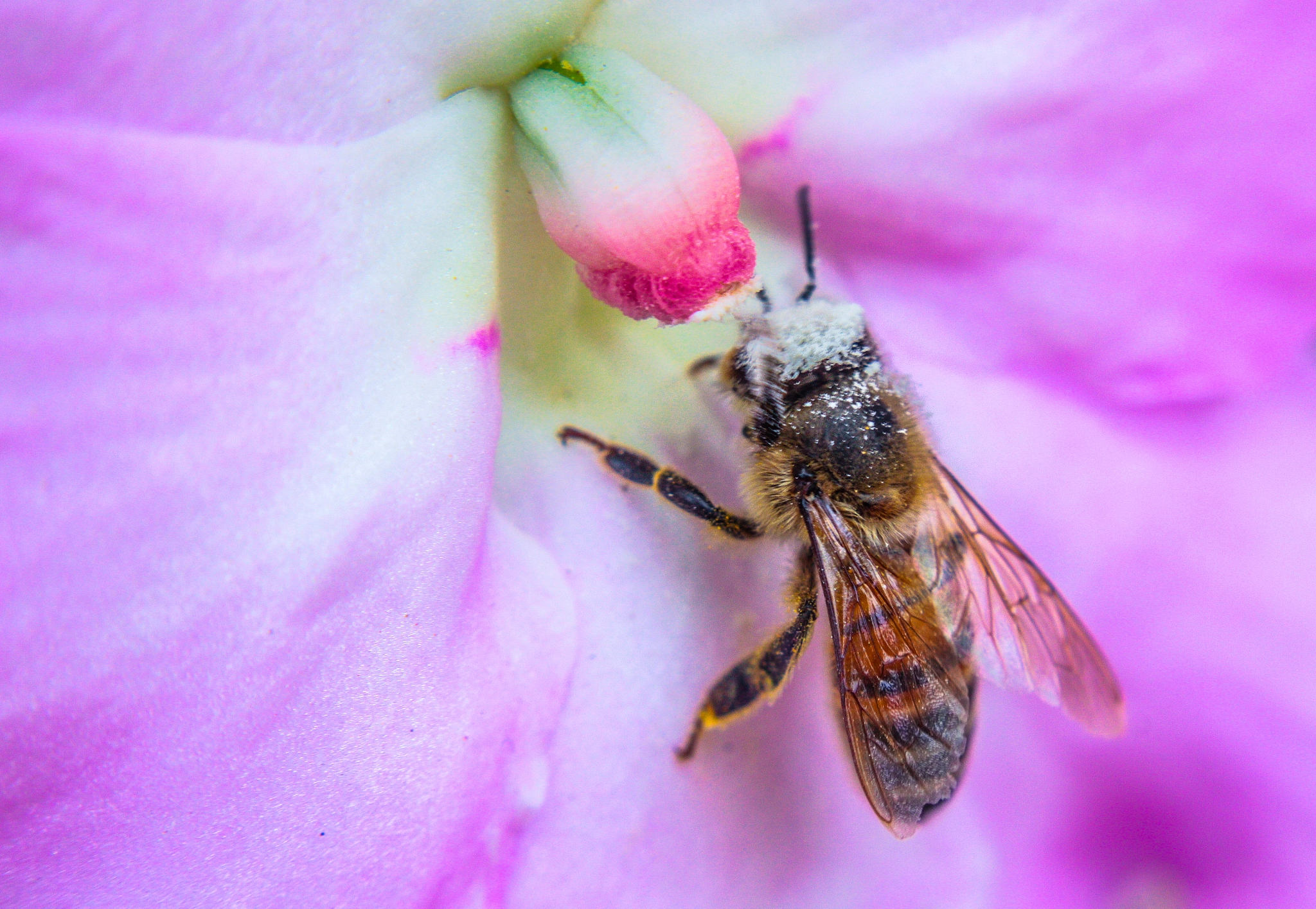 Canon EF-S 18-55mm F3.5-5.6 II sample photo. Little big bee photography