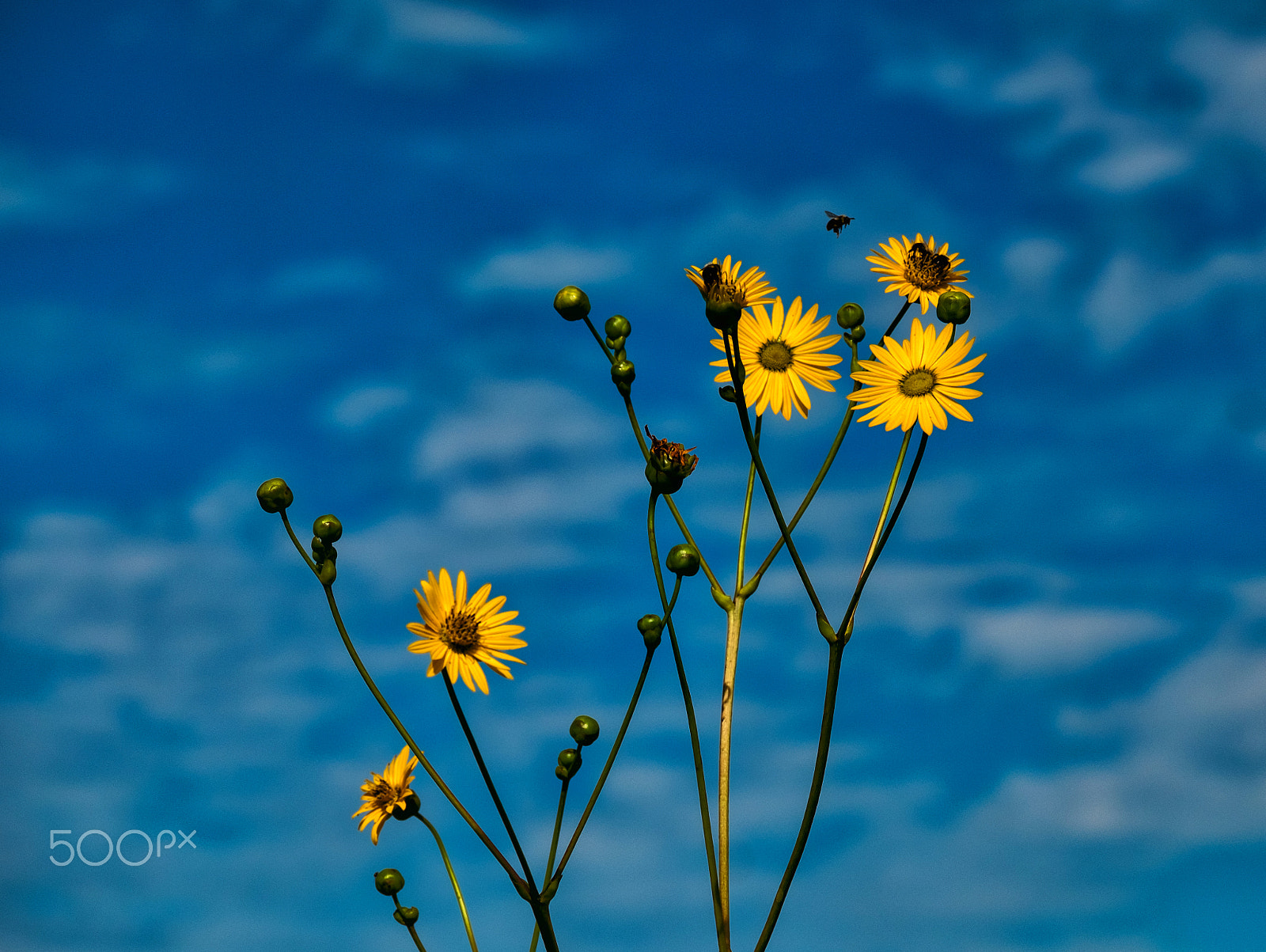 Fujifilm XF 100-400mm F4.5-5.6 R LM OIS WR sample photo. Sunflower bee photography
