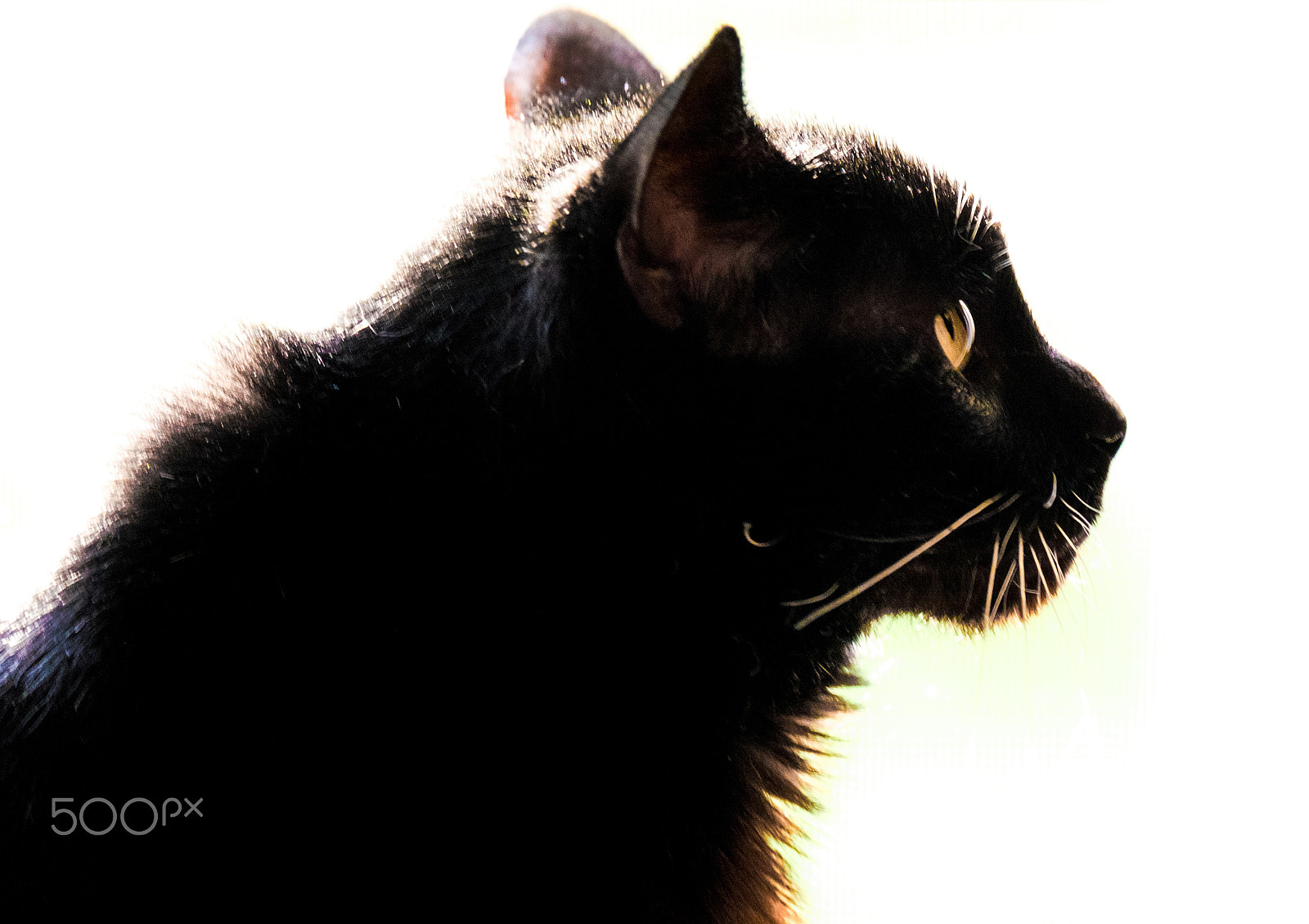 Fujifilm XF 100-400mm F4.5-5.6 R LM OIS WR sample photo. Black cat photography