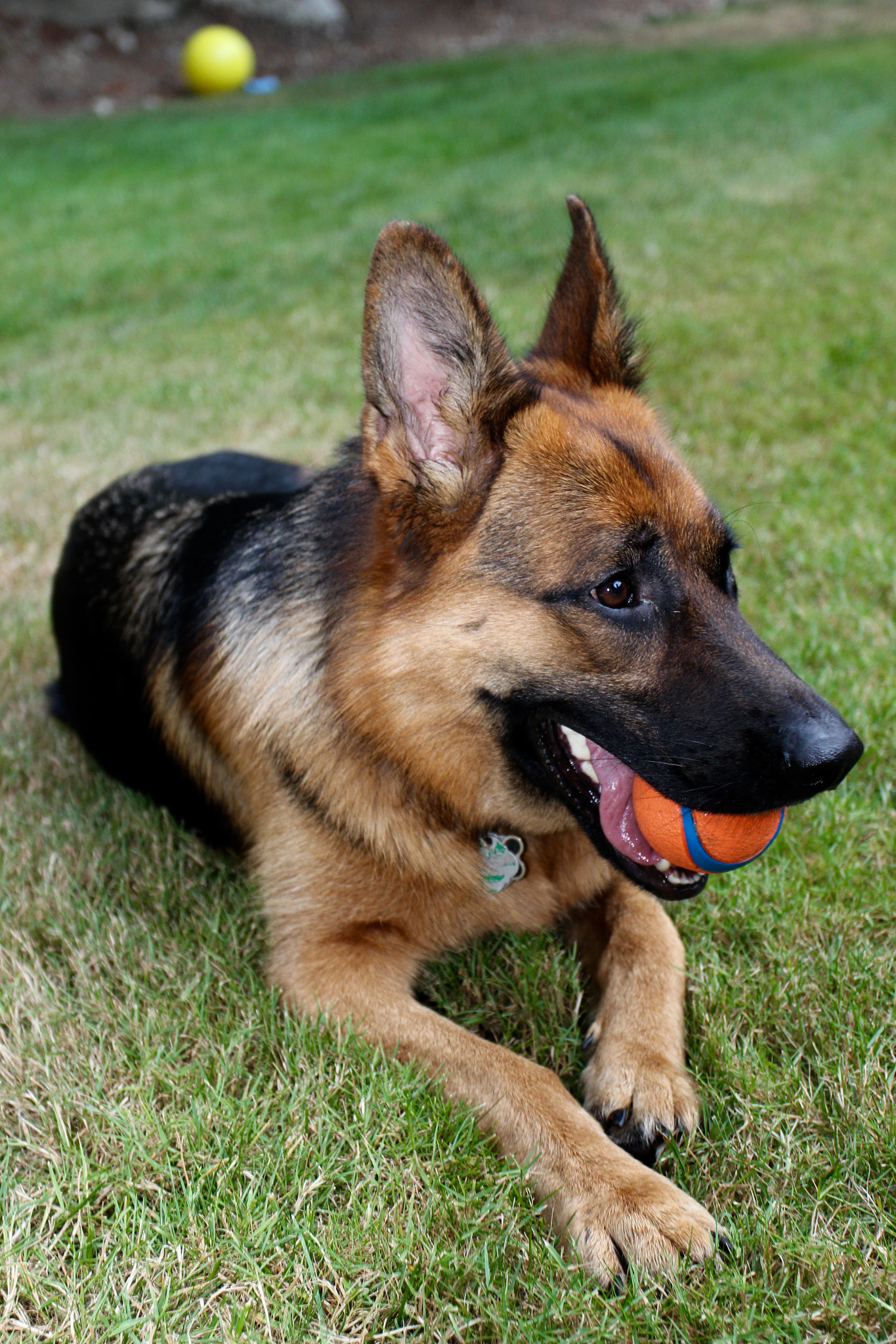 Canon EOS 600D (Rebel EOS T3i / EOS Kiss X5) + Canon EF 17-40mm F4L USM sample photo. German shepard photography