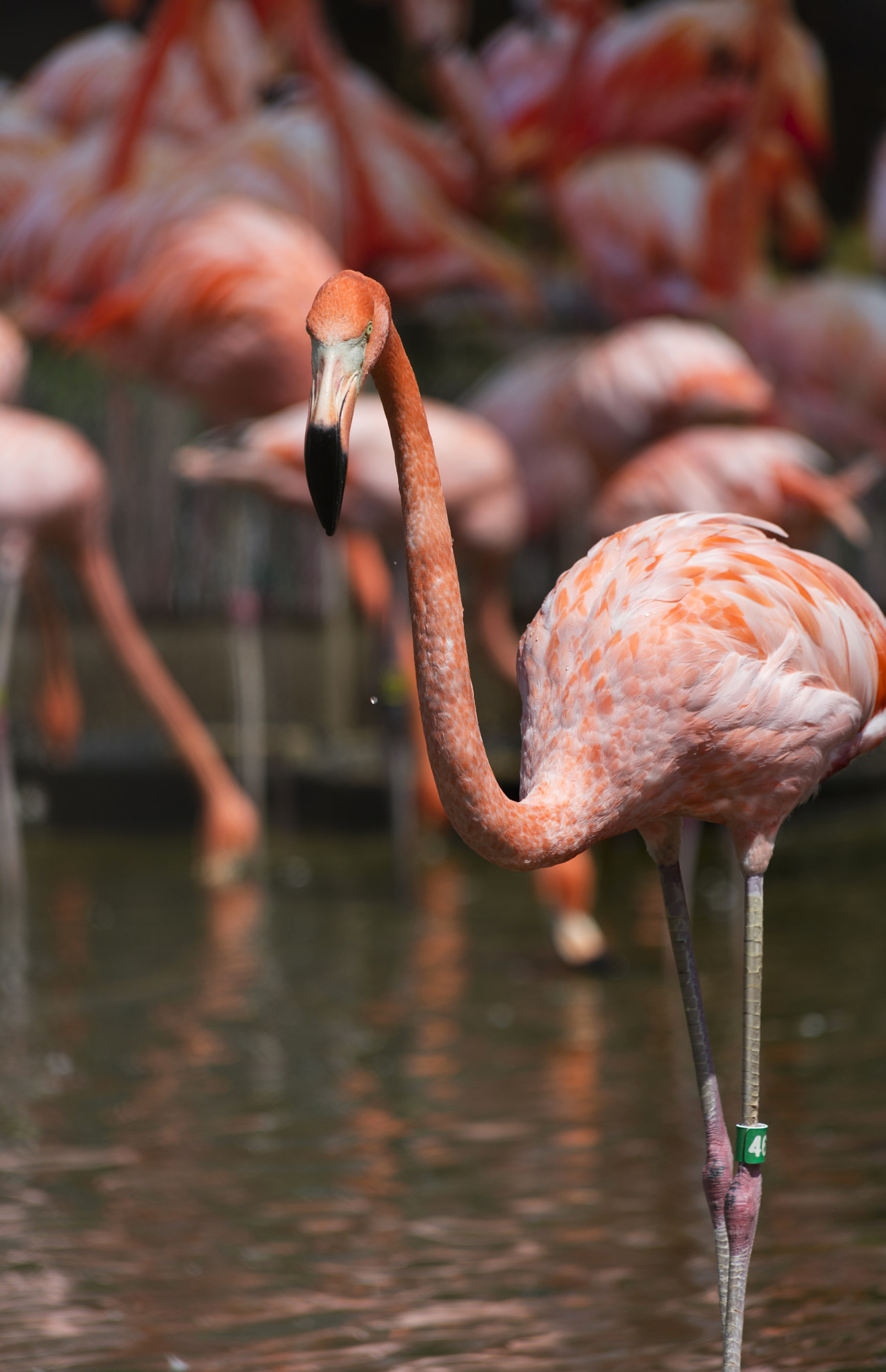 Canon EOS 5DS + Canon EF 70-300mm F4-5.6 IS USM sample photo. Flamingo, pink photography