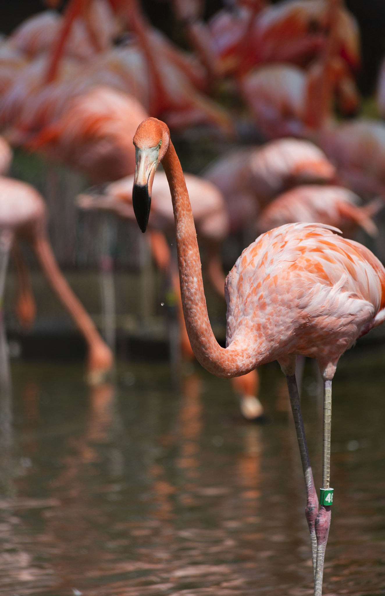 Canon EOS 5DS sample photo. Flamingo, pink photography
