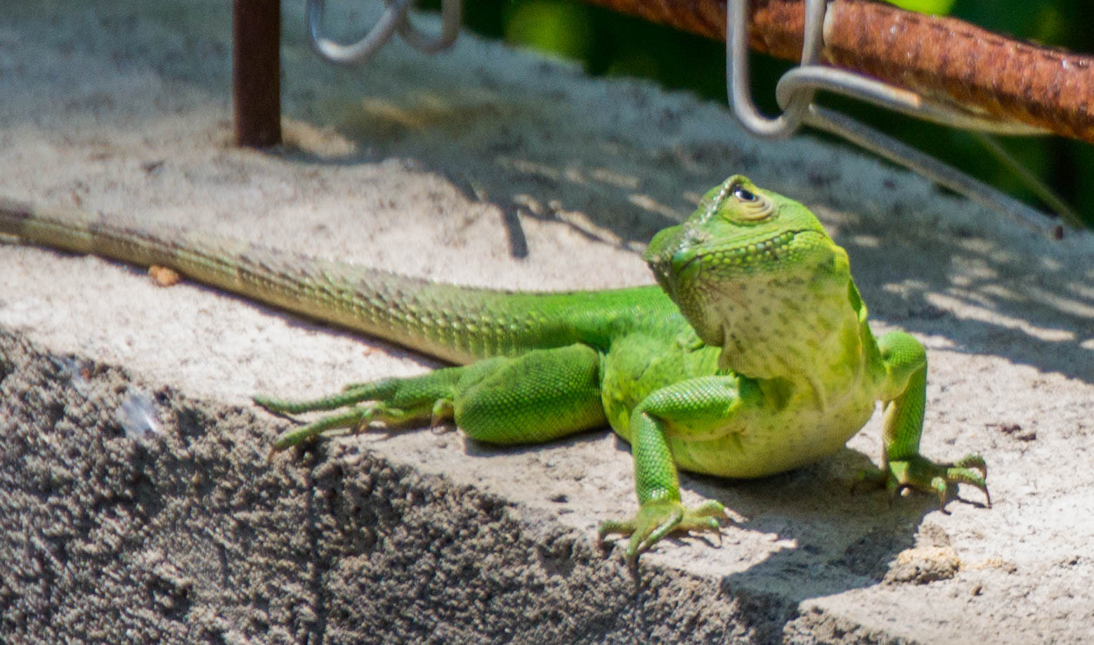 Sony Alpha a3000 sample photo. Wild life in nicaragua! photography