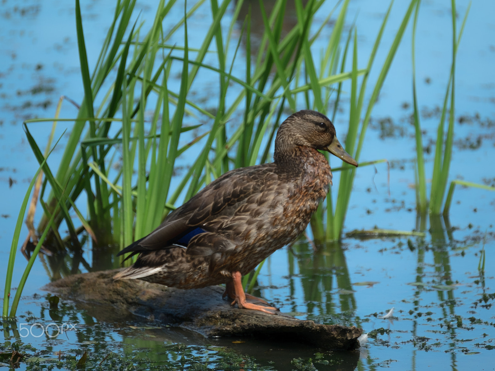 Fujifilm XF 100-400mm F4.5-5.6 R LM OIS WR sample photo. What the duck? photography