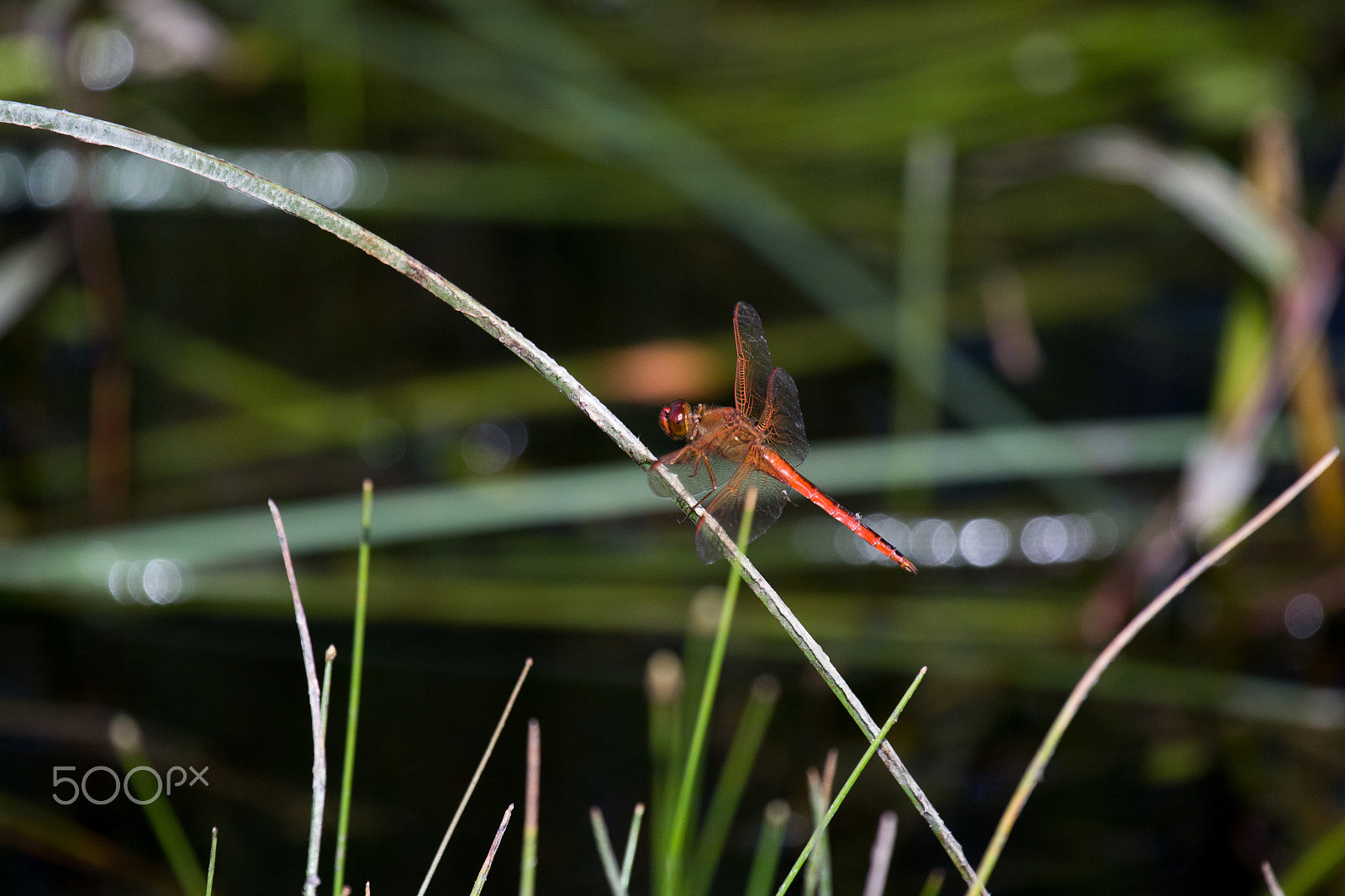 Canon EF 100-400mm F4.5-5.6L IS USM sample photo. Dragonfly on a reed photography