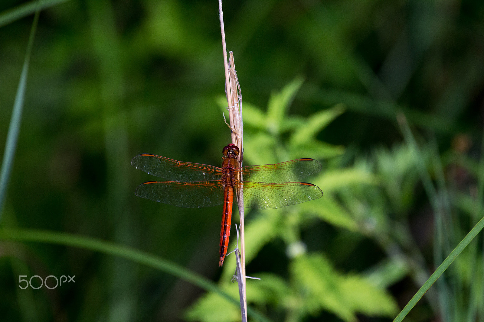 Canon EOS 60D + Canon EF 100-400mm F4.5-5.6L IS USM sample photo. Dragonfly wings photography