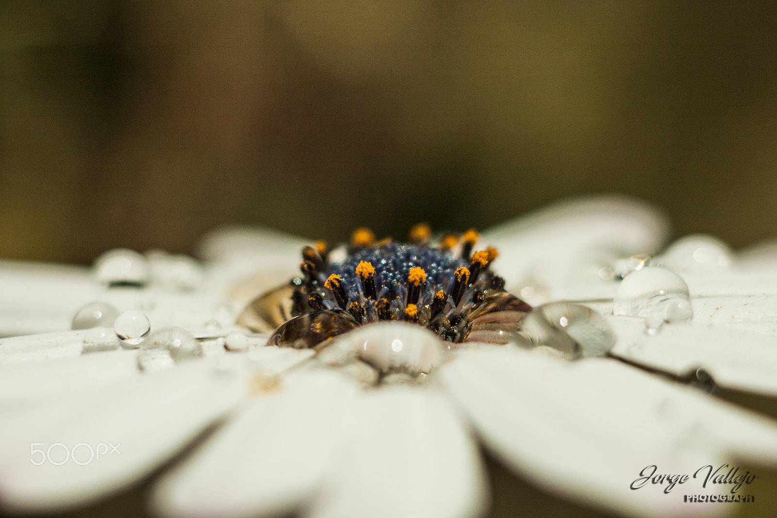 Canon EF 35-80mm f/4-5.6 sample photo. Blanco profundo photography