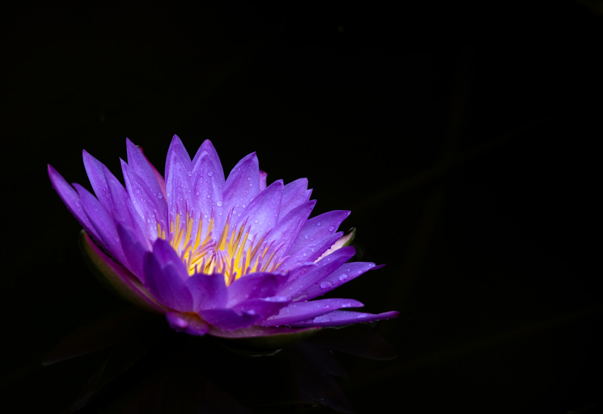 Tamron SP 150-600mm F5-6.3 Di VC USD sample photo. Waterlily photography
