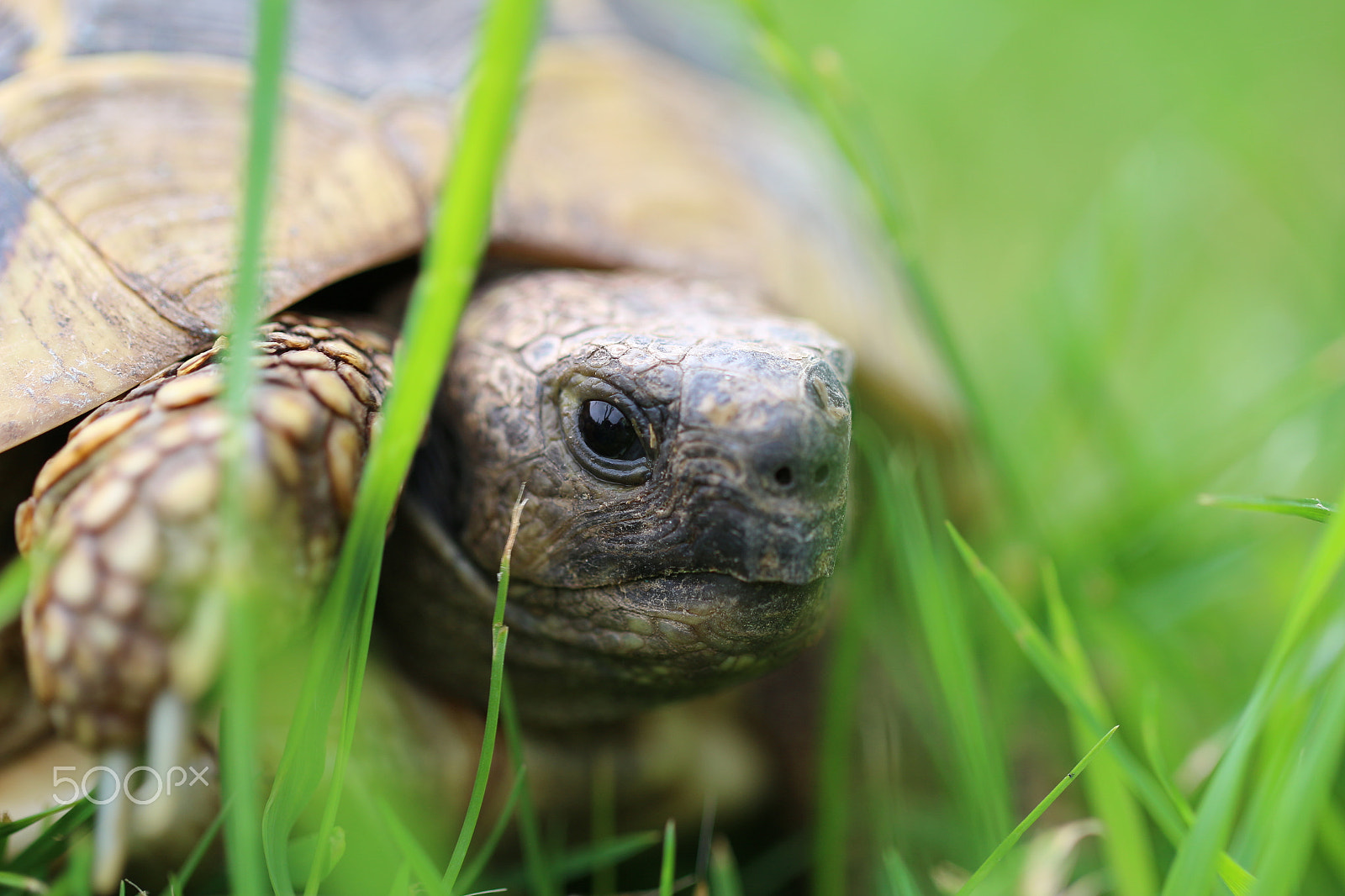 Canon EOS 100D (EOS Rebel SL1 / EOS Kiss X7) + Canon EF 100mm F2.8L Macro IS USM sample photo. Eye of the turtle photography