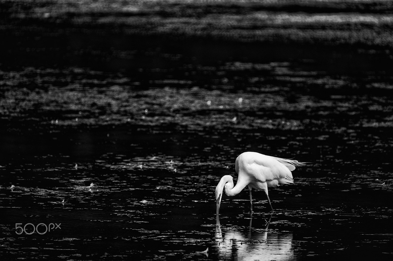 Fujifilm XF 100-400mm F4.5-5.6 R LM OIS WR sample photo. Edit photography