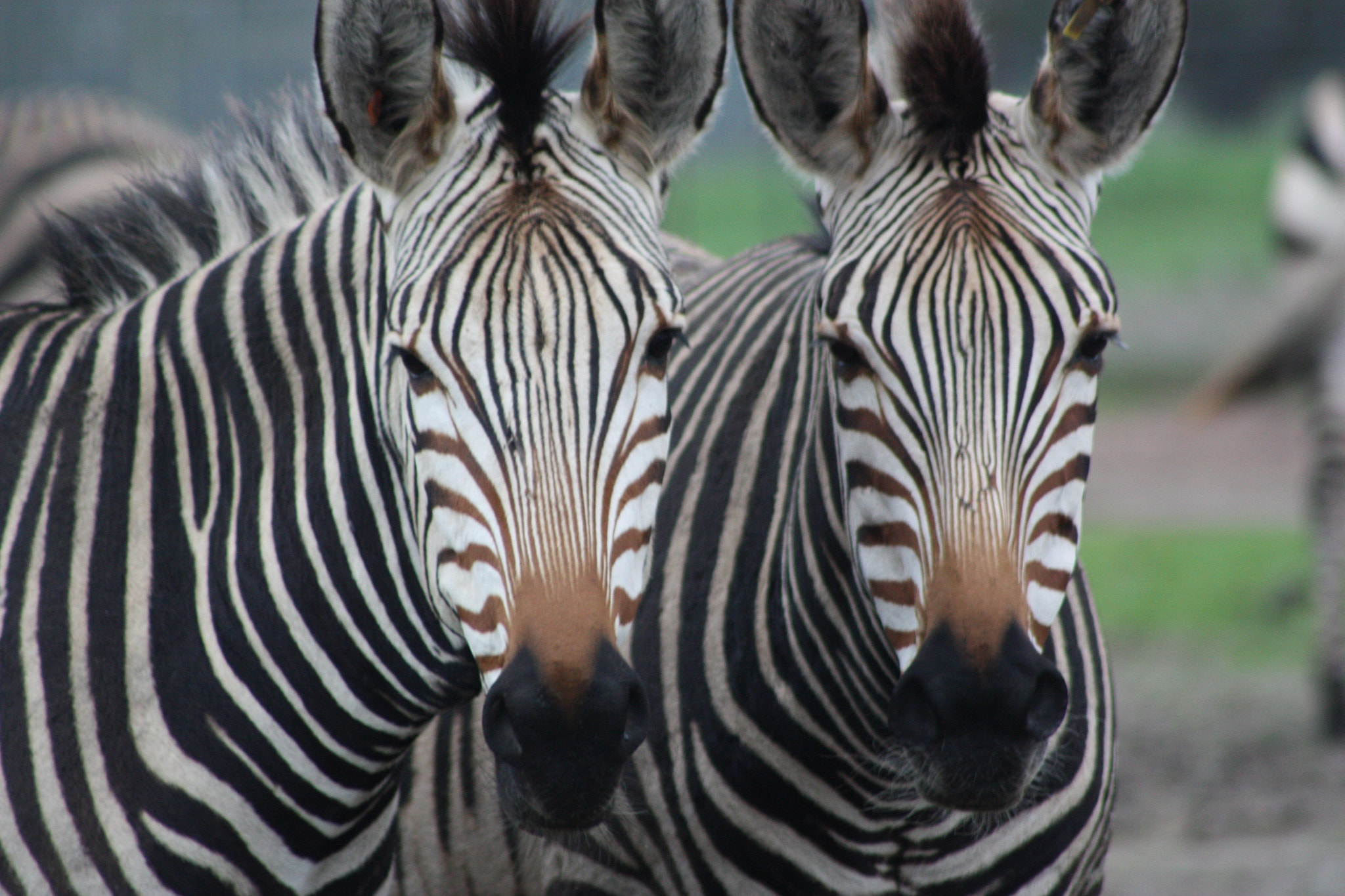 Canon EOS 450D (EOS Rebel XSi / EOS Kiss X2) sample photo. Double trouble zebras.. photography