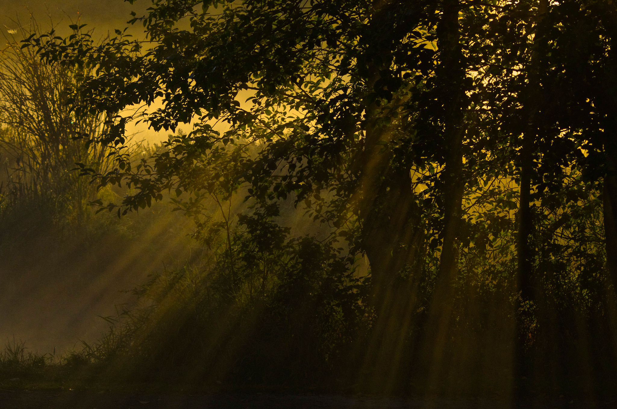 Pentax K-5 sample photo. Chasing sunbeams in the mist photography