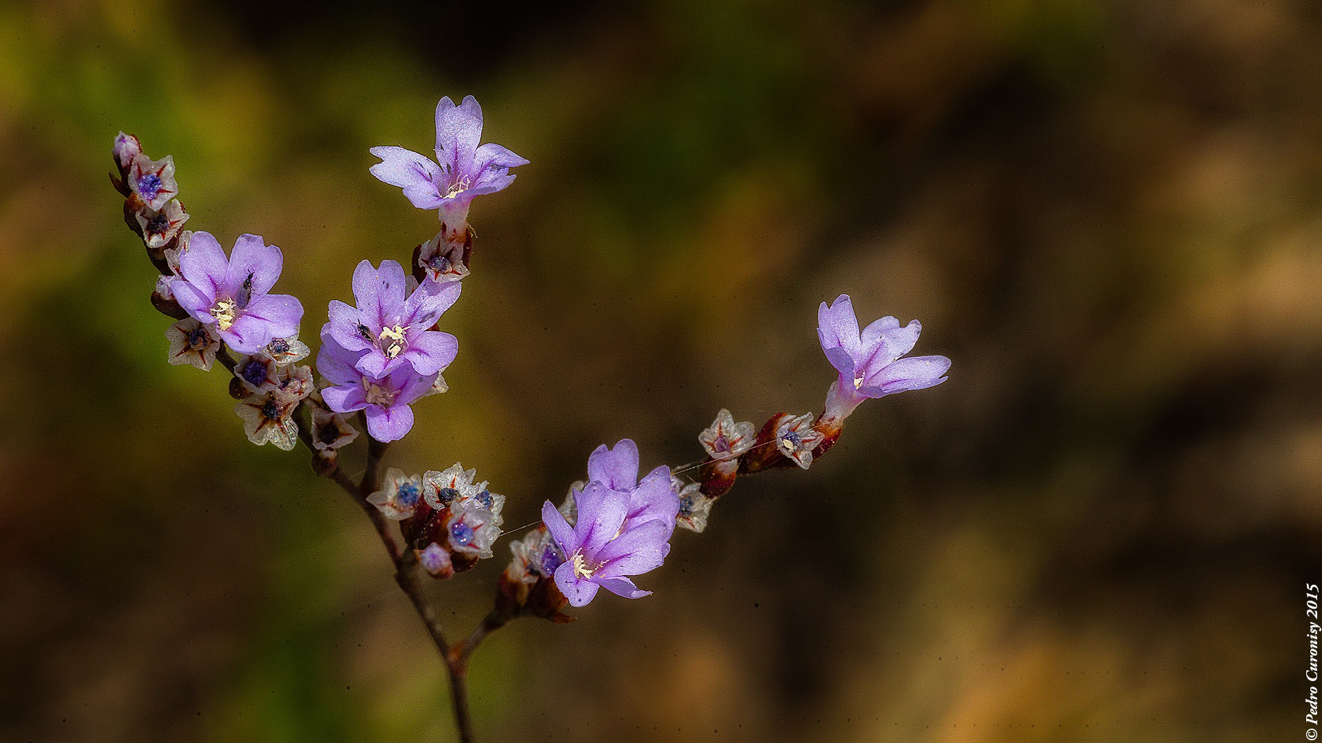 Canon EF 100mm F2.8L Macro IS USM sample photo. Flores photography