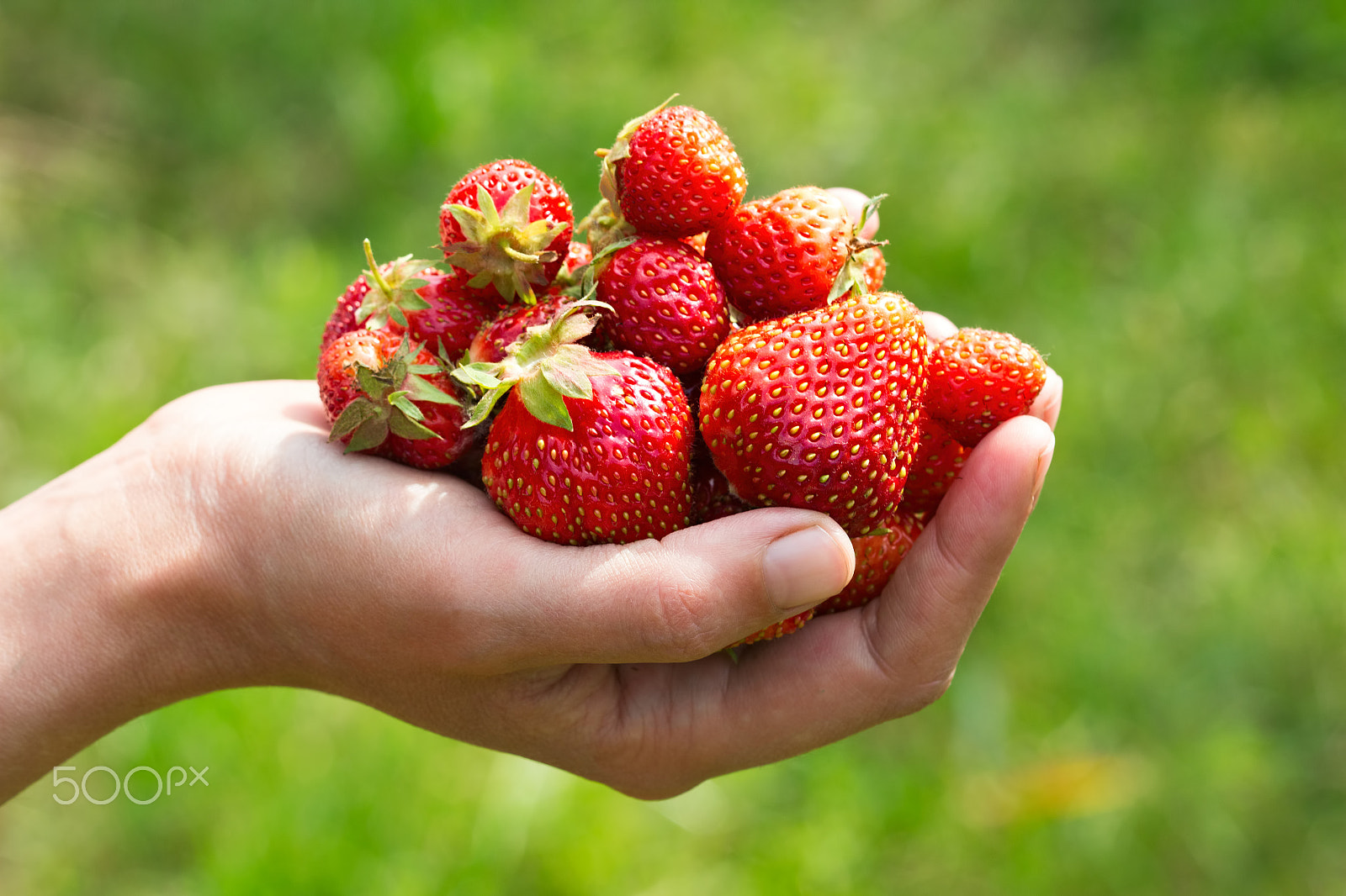 Canon EF 100mm F2.8 Macro USM sample photo. Some strawberries in hand on blurry background photography