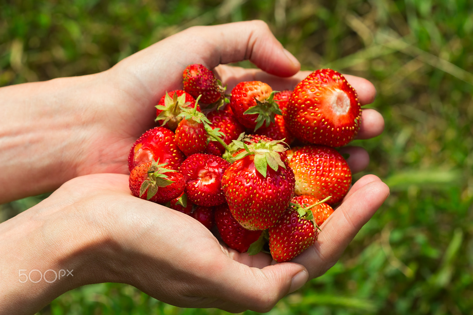 Canon EF 100mm F2.8 Macro USM sample photo. Some strawberries in hand on the blurry background photography