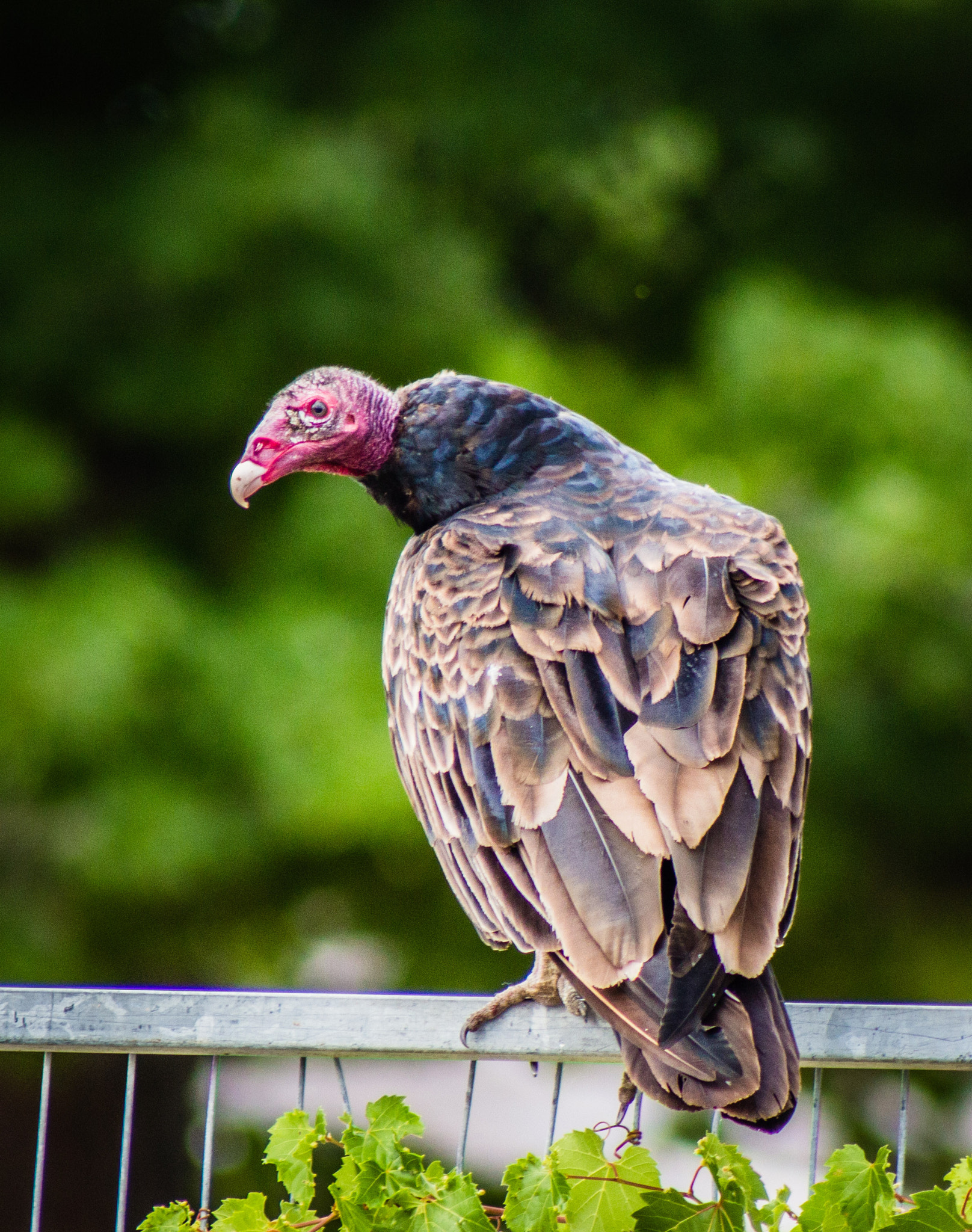 Canon EF 75-300mm f/4-5.6 USM sample photo. Turkey vulture photography