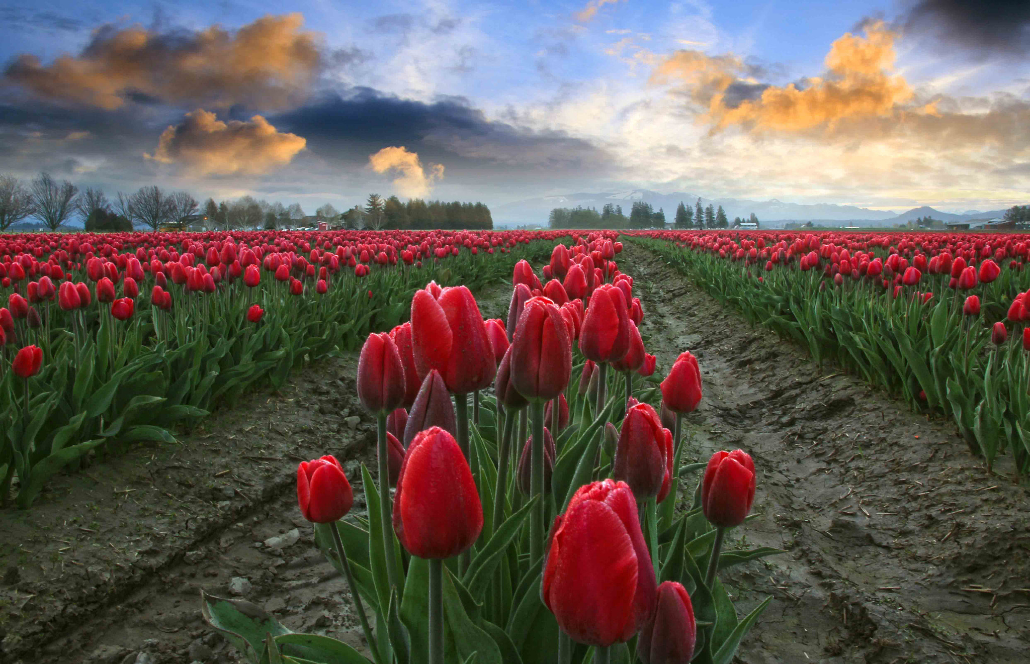 Canon EOS 550D (EOS Rebel T2i / EOS Kiss X4) sample photo. Skagit valley tulips photography