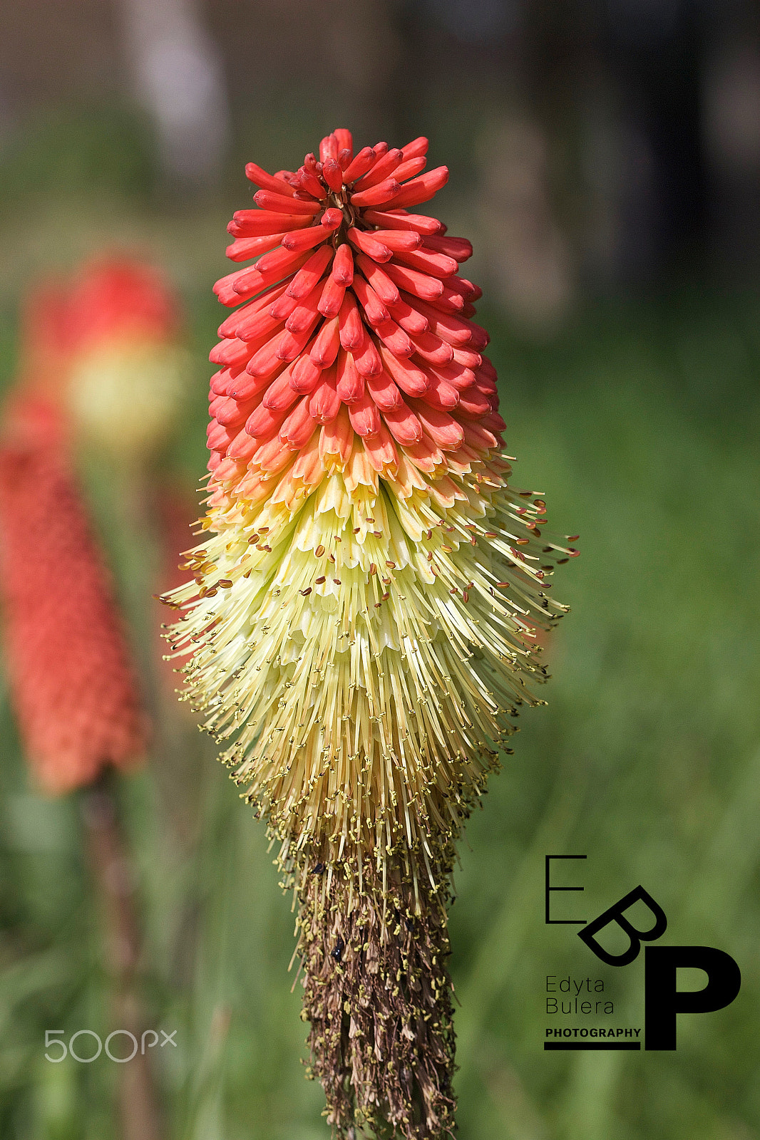 Canon EF 100mm F2.8L Macro IS USM sample photo. Macro-nature by edyta photography