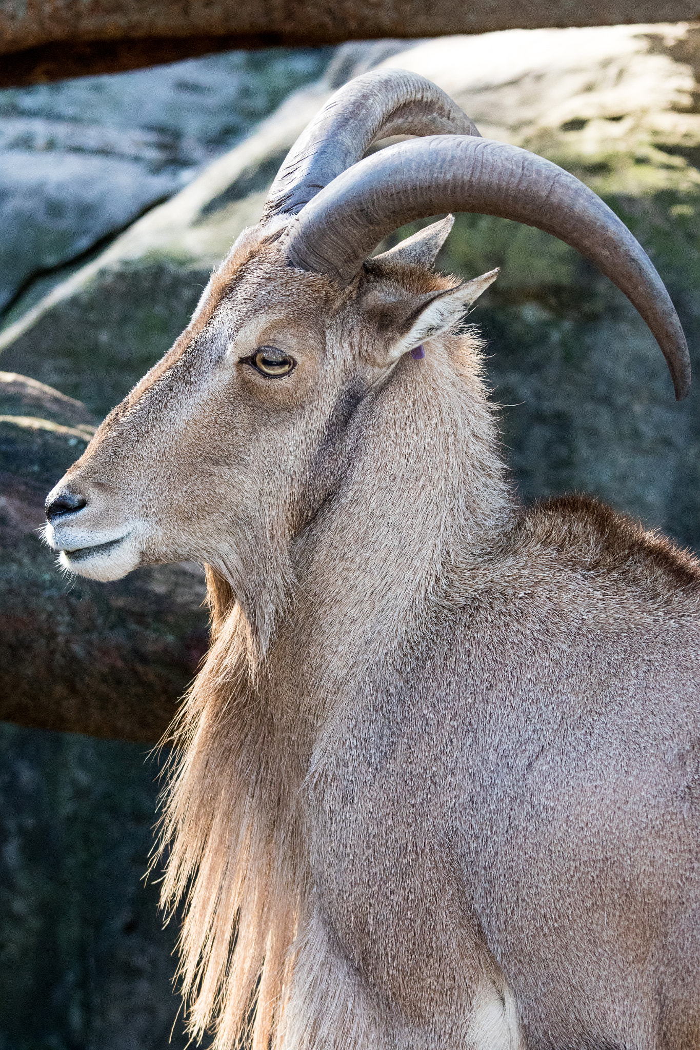Canon EF 70-200mm F4L IS USM sample photo. Barbary sheep photography