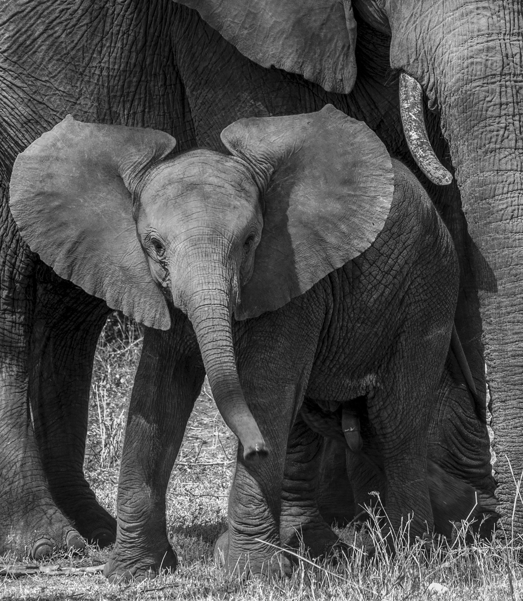 Canon EF 70-300mm F4-5.6L IS USM sample photo. Baby elephant photography