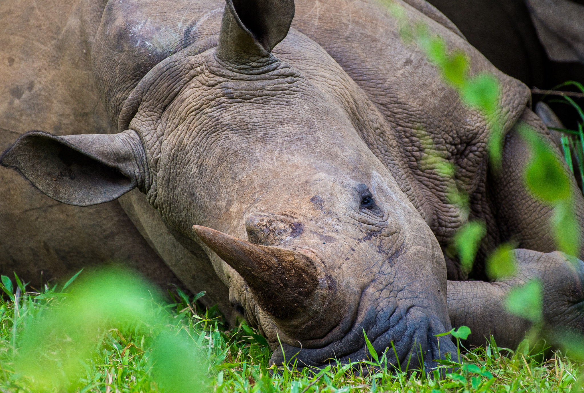 Nikon Df sample photo. Rhino-nap photography