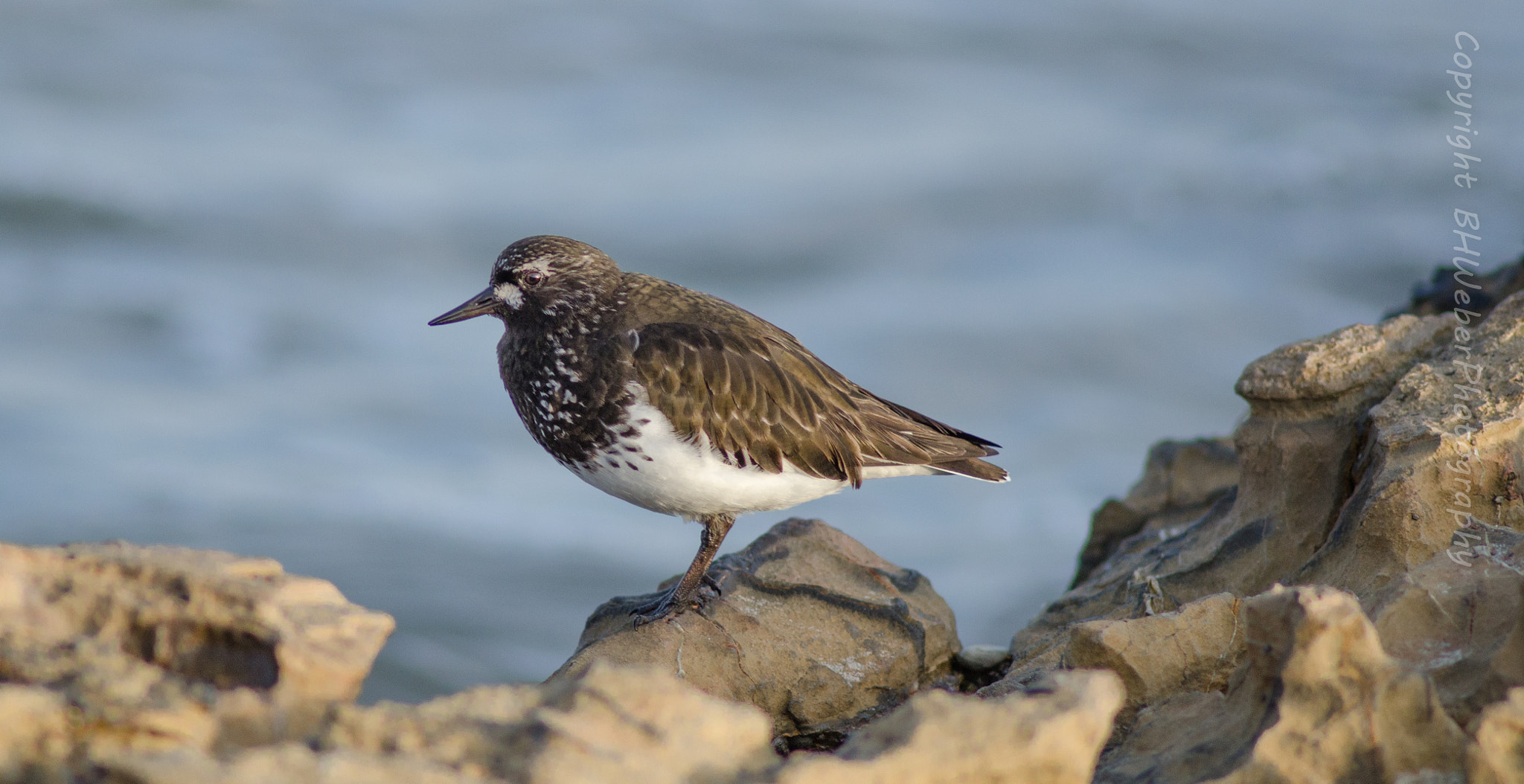 Nikon D7000 + AF Nikkor 300mm f/4 IF-ED sample photo. Turnstone portrait photography