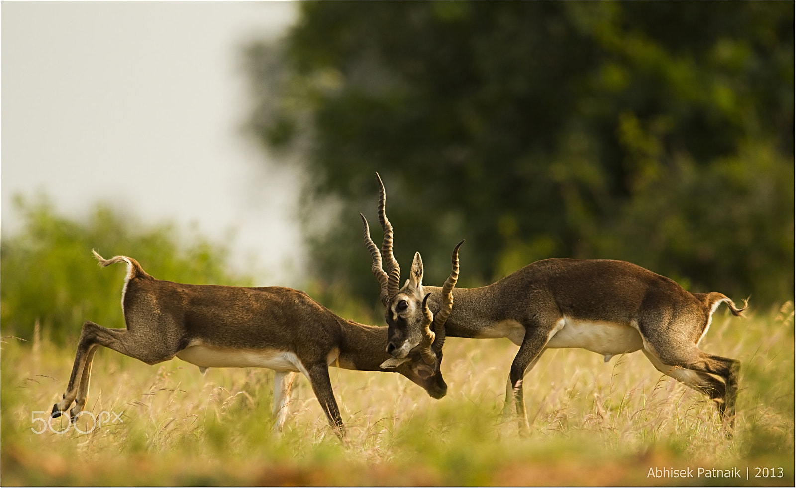 Canon EF 600mm F4L IS II USM sample photo. Buck fight photography