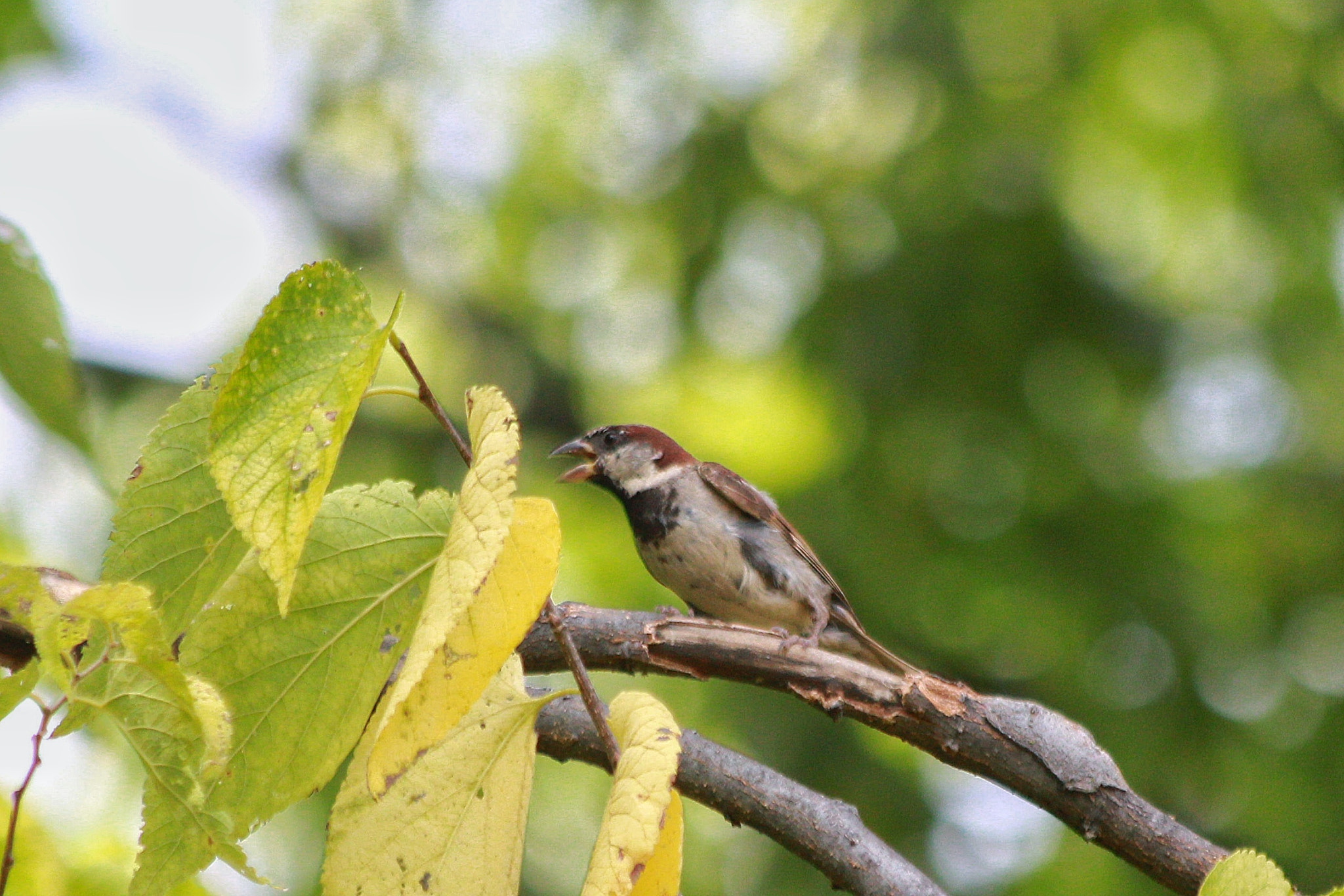 Canon EOS 550D (EOS Rebel T2i / EOS Kiss X4) + Canon EF 70-300mm F4-5.6 IS USM sample photo. Male house sparrow photography