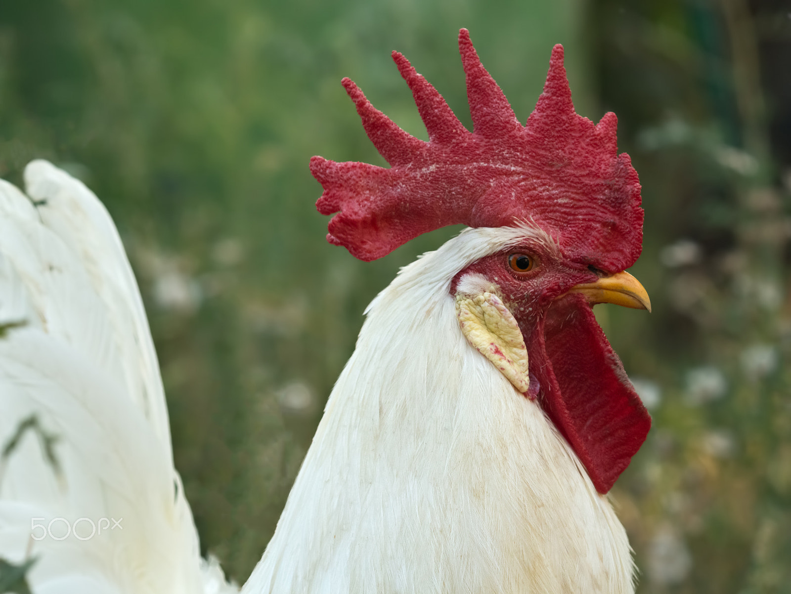 Canon EF 100mm F2.8 Macro USM sample photo. Portrait of a white rooster in profile photography
