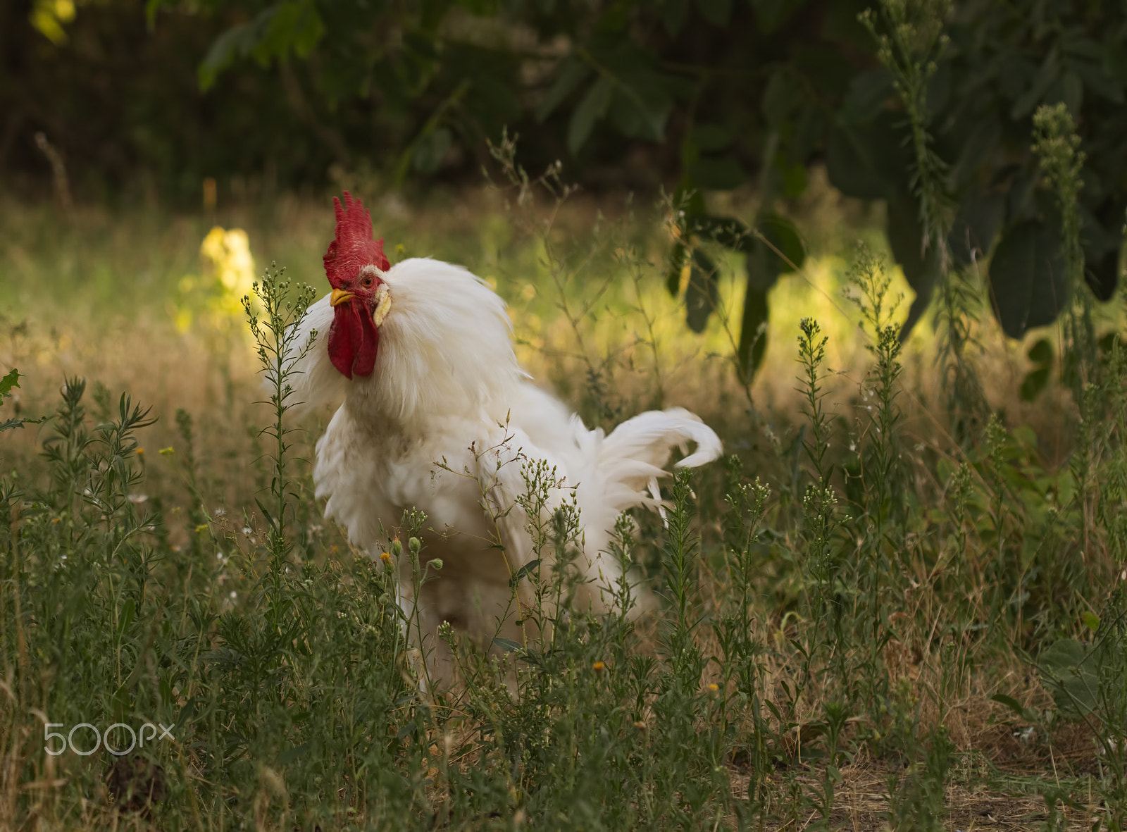 Canon EF 100mm F2.8 Macro USM sample photo. White rooster feathers bristle on green background photography