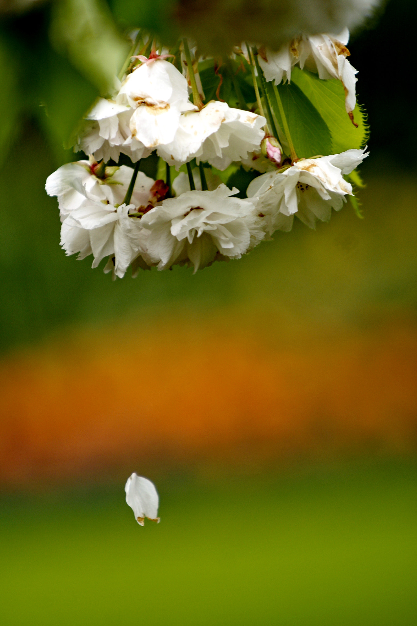 Canon EF 35-350mm F3.5-5.6L USM sample photo. Adios amigos photography