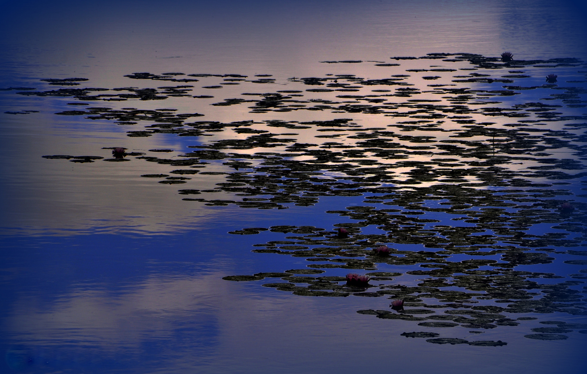 Sigma 18-250mm F3.5-6.3 DC Macro OS HSM sample photo. Lillypads in the sky photography