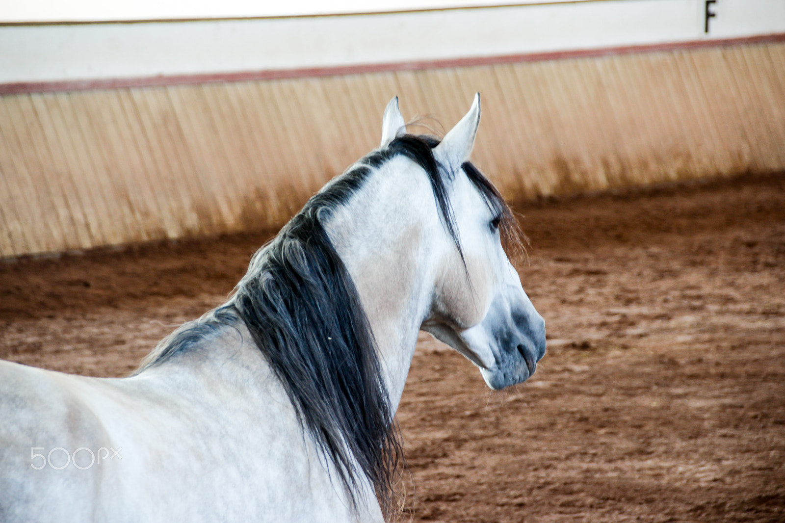 Sigma 18-250mm F3.5-6.3 DC OS HSM sample photo. White horse on a muddy arena photography
