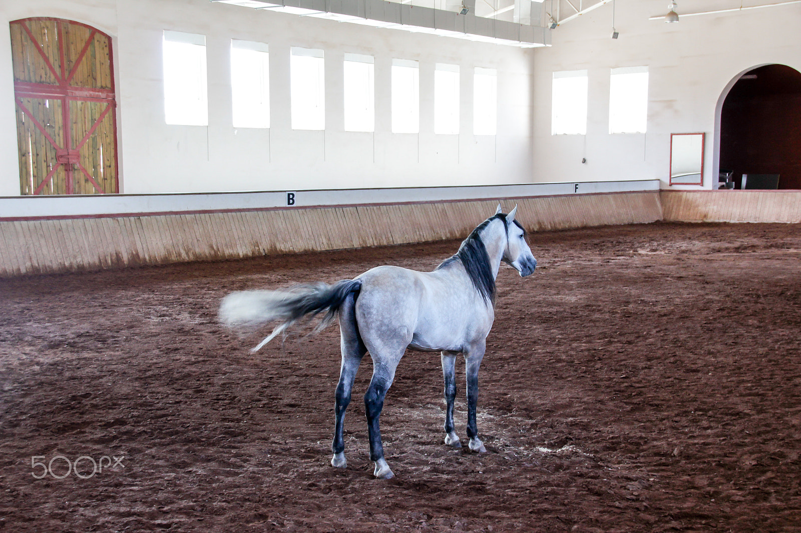 Sigma 18-250mm F3.5-6.3 DC OS HSM sample photo. White horse on a muddy arena photography