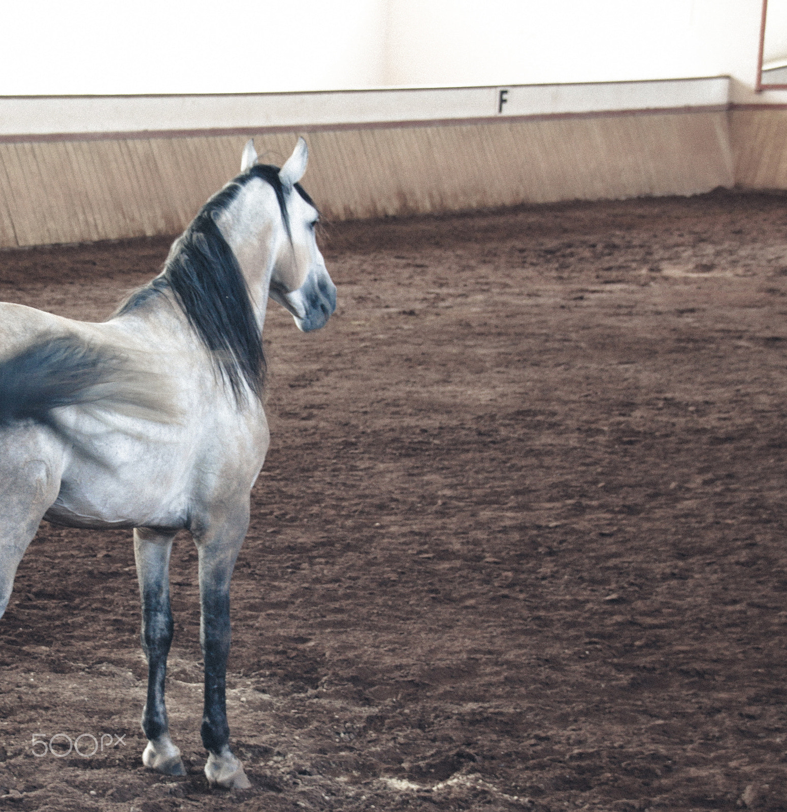 Sigma 18-250mm F3.5-6.3 DC OS HSM sample photo. White horse on a muddy arena photography