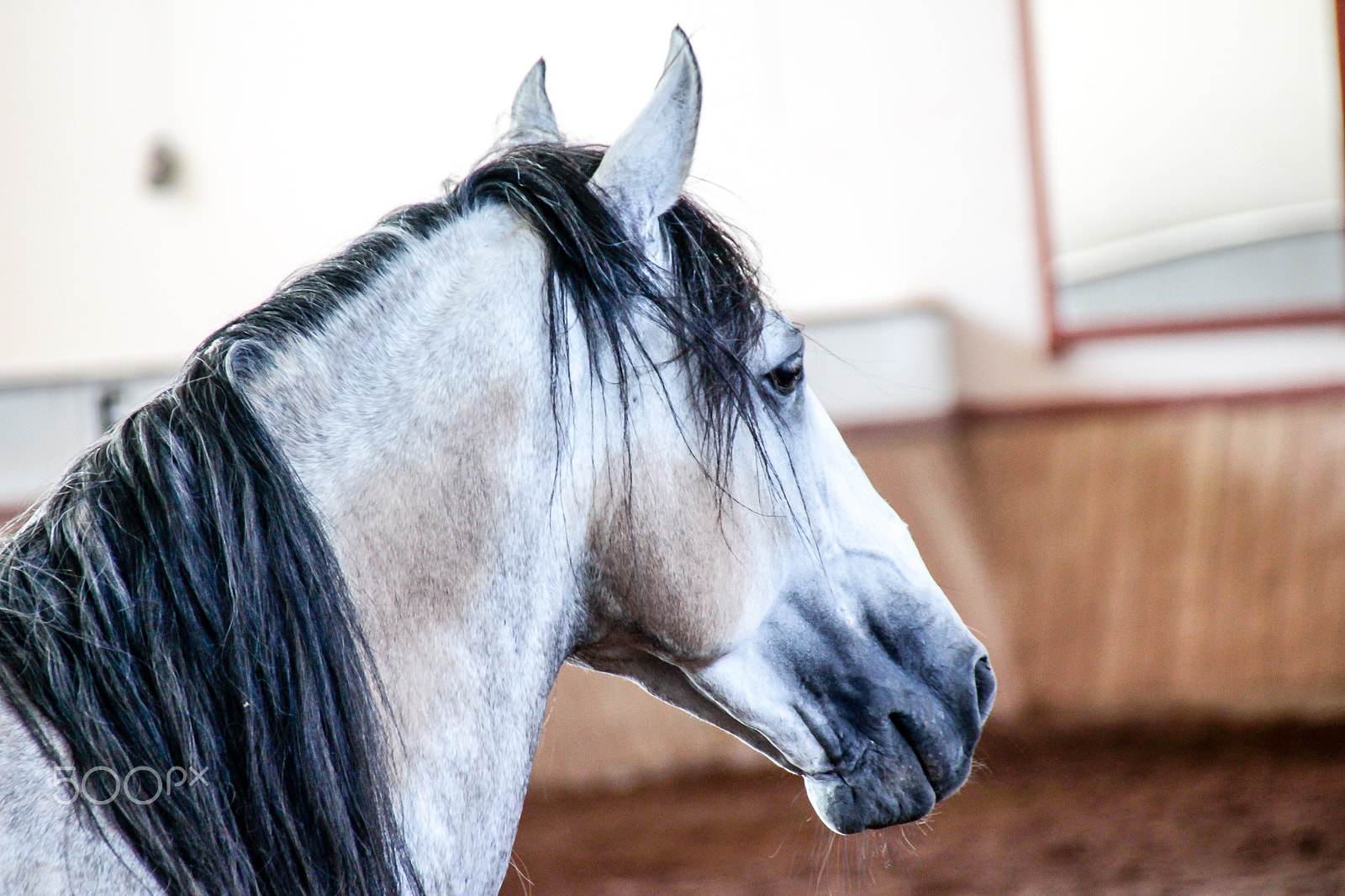 Sigma 18-250mm F3.5-6.3 DC OS HSM sample photo. White horse on a muddy arena photography