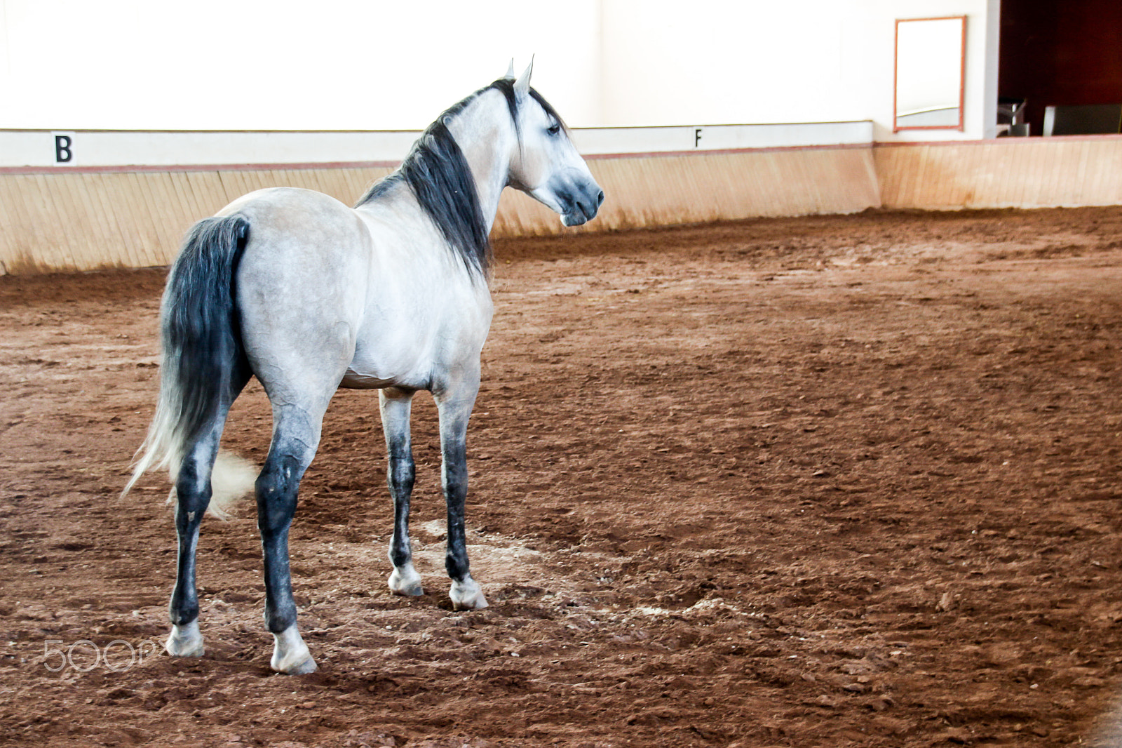 Sigma 18-250mm F3.5-6.3 DC OS HSM sample photo. White horse on a muddy arena photography